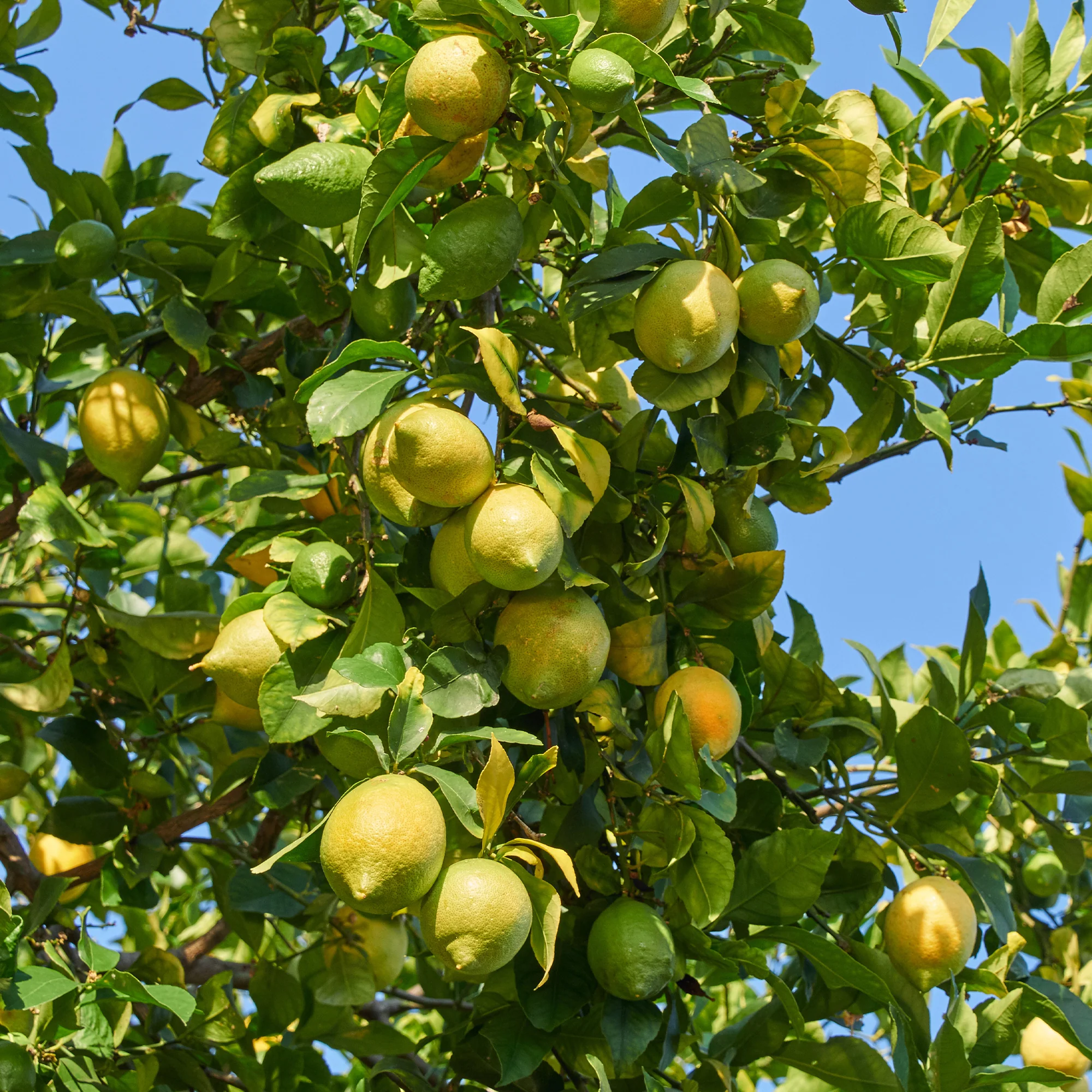 Citroenboom 'Vulcan' - Image 4