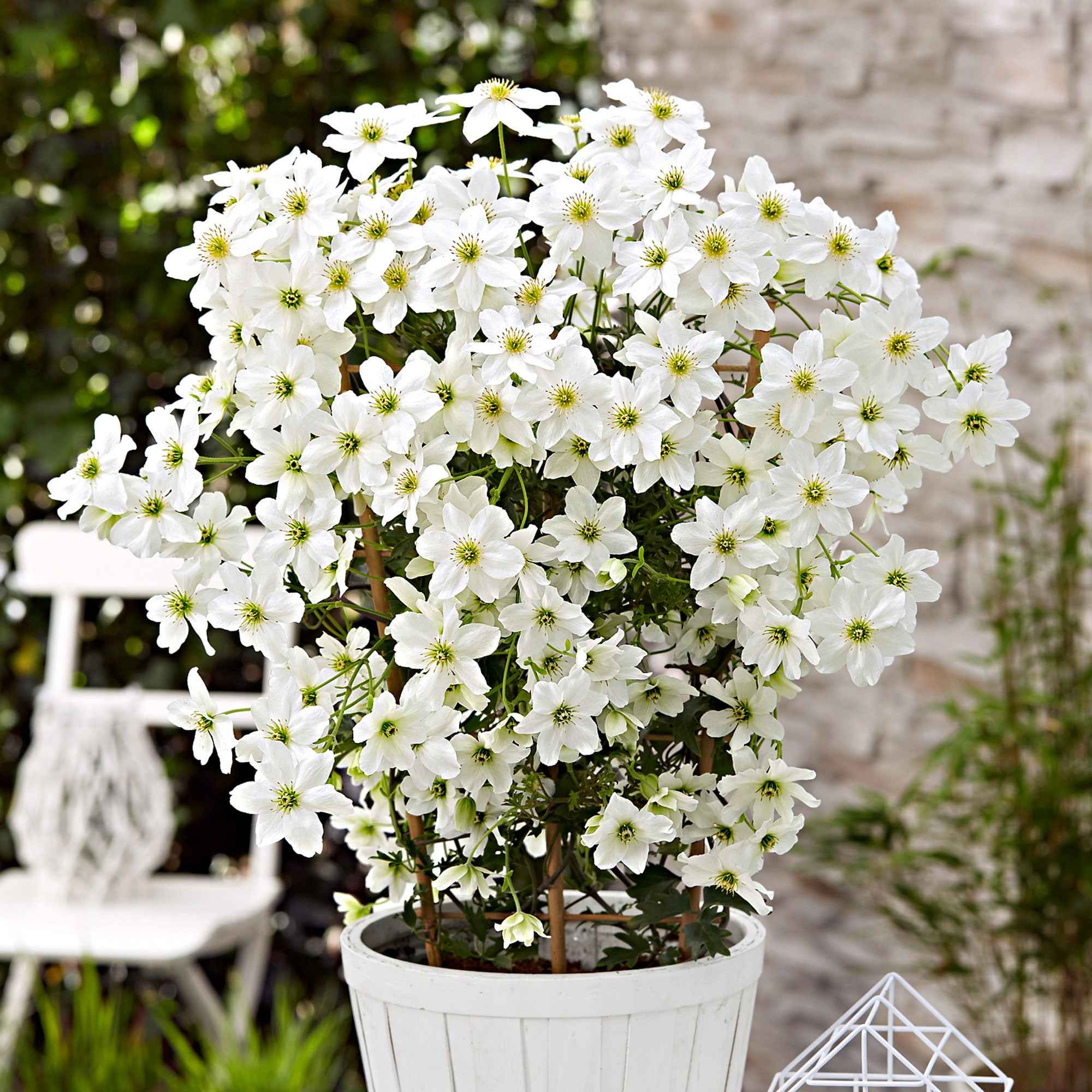 Clematis 'Avalanche' - Image 2