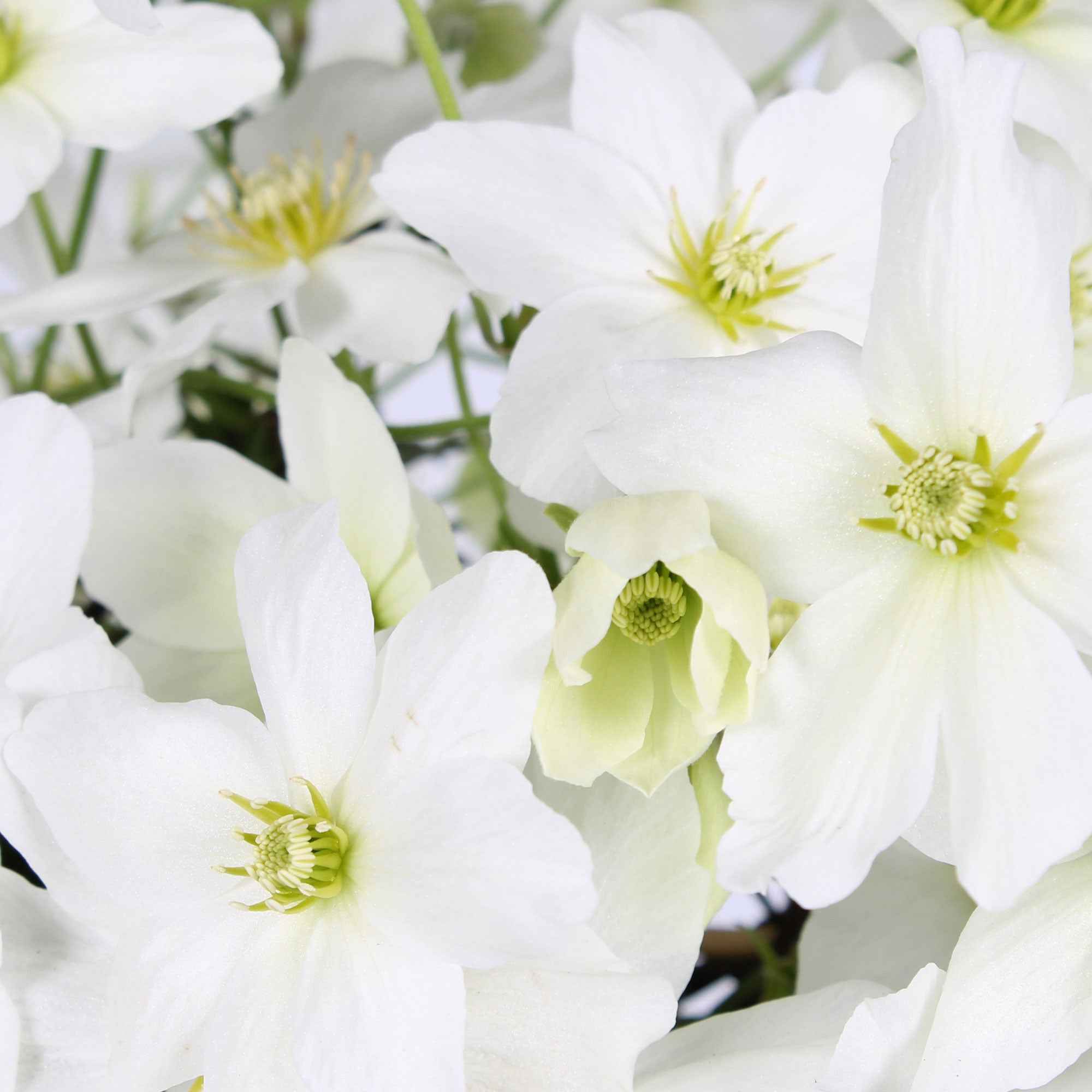 Clematis 'Avalanche' - Image 3