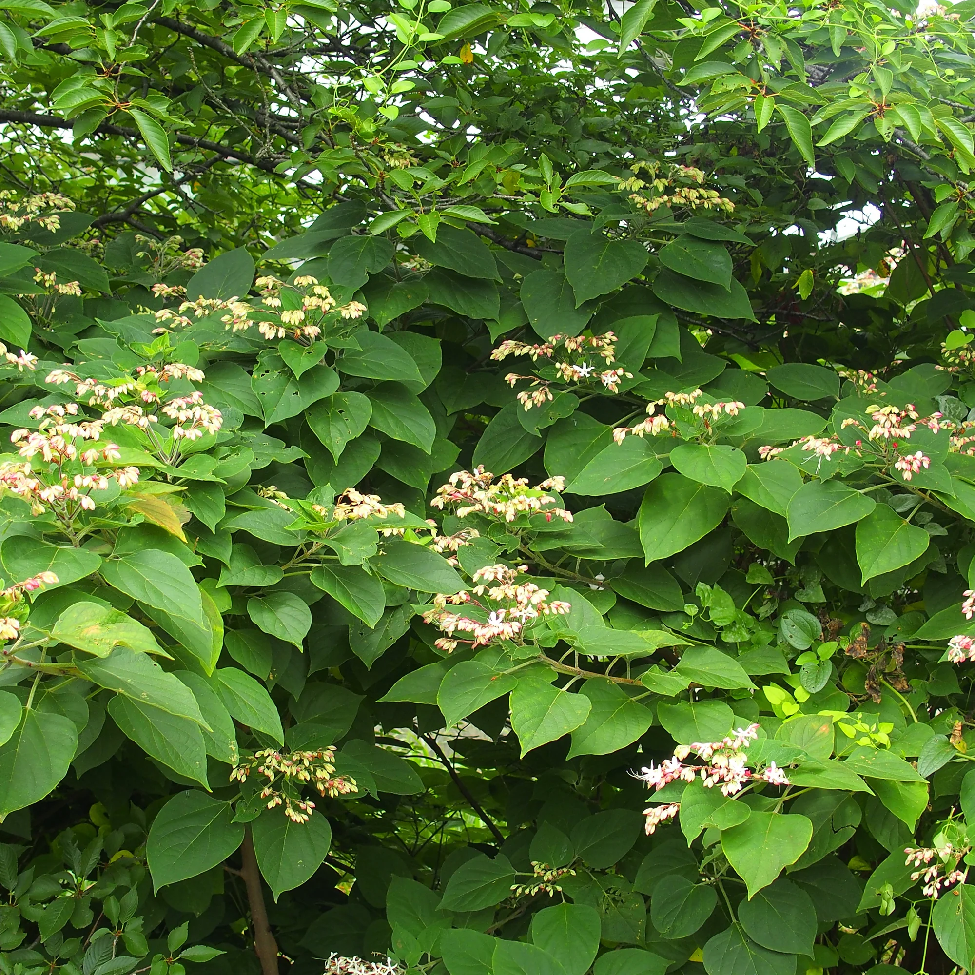 Clerodendrum - Image 2
