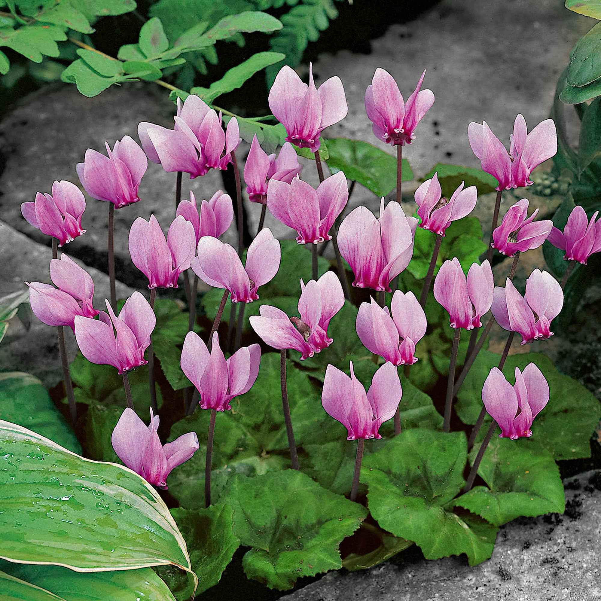 Miniatuur 2