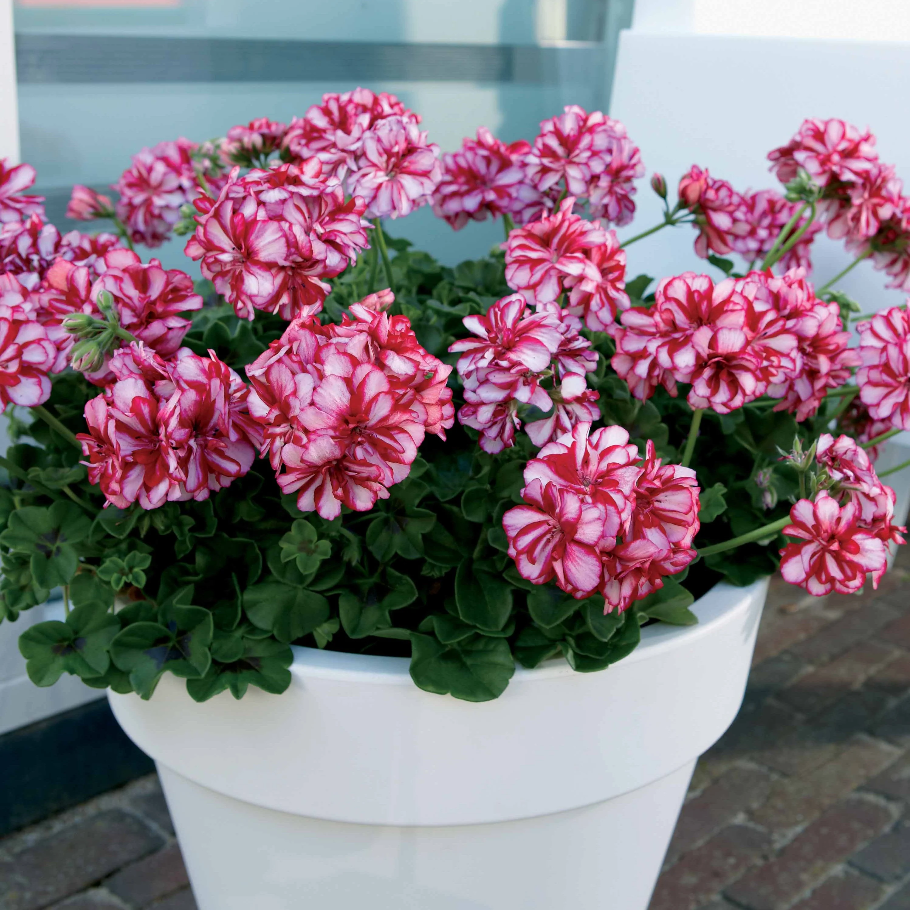 Collectie boomgeraniums: rood en tweekleurig (x6) - Image 2
