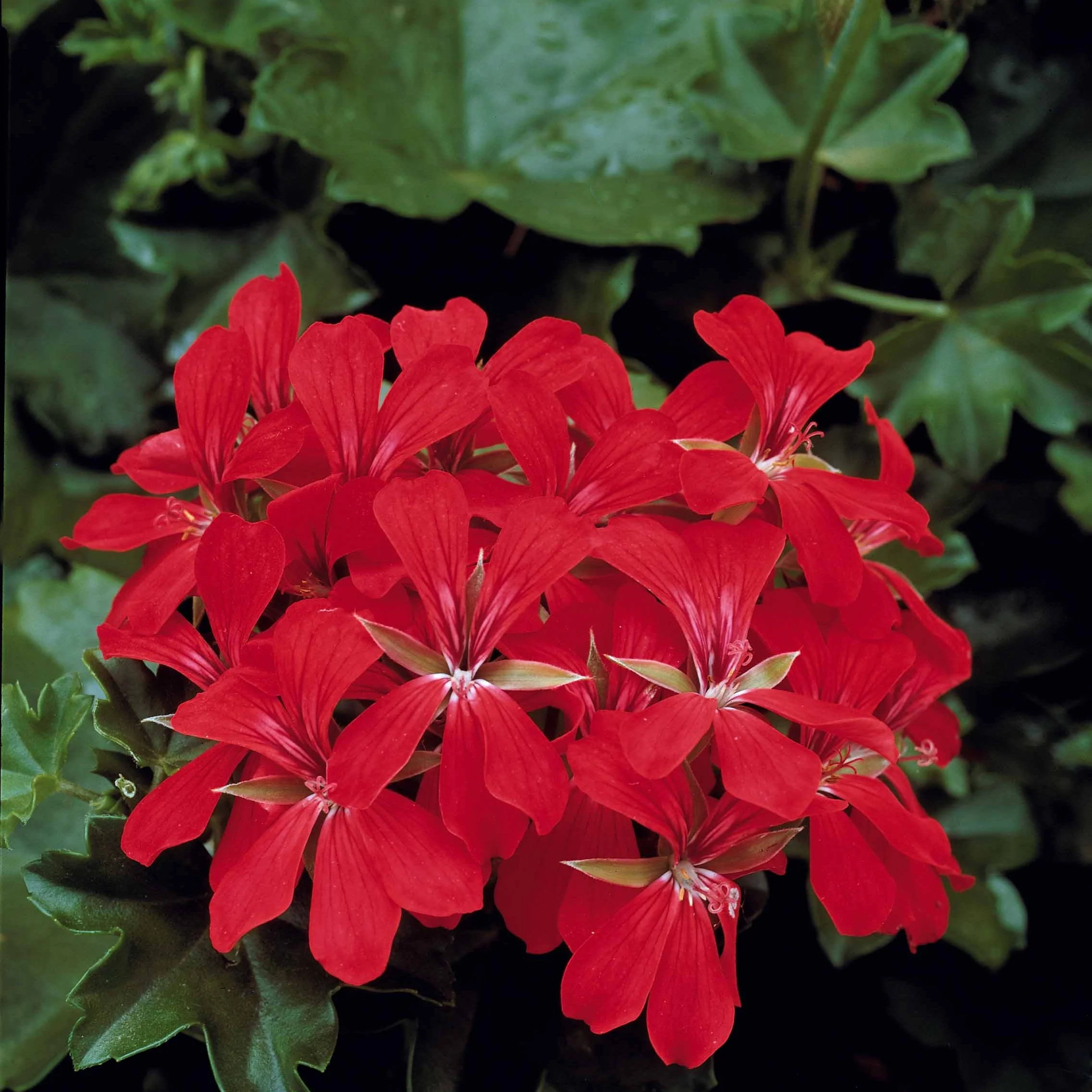 Collectie boomgeraniums: rood en tweekleurig (x6) - Image 3