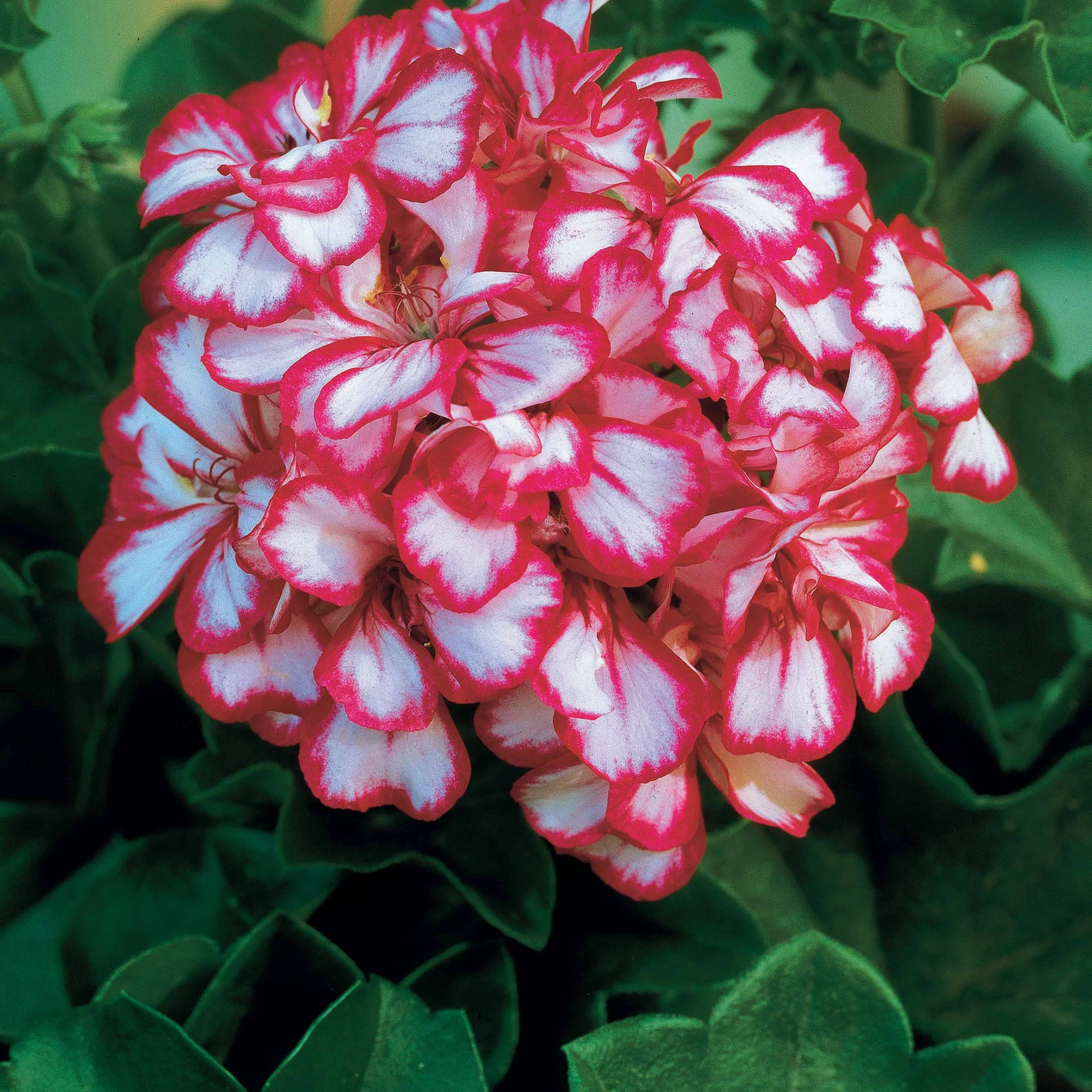 Collectie boomgeraniums: rood en tweekleurig (x6) - Image 4