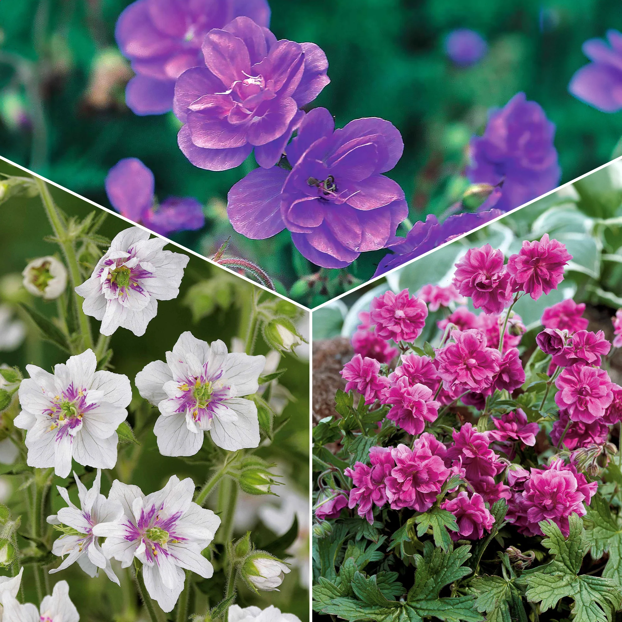 Collectie dubbelbloemige vaste planten Geraniums (x6)
