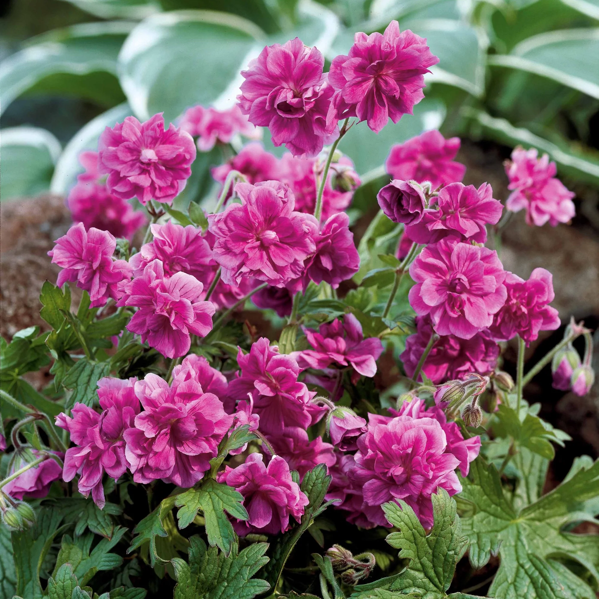 Collectie dubbelbloemige vaste planten Geraniums (x6) - Image 4