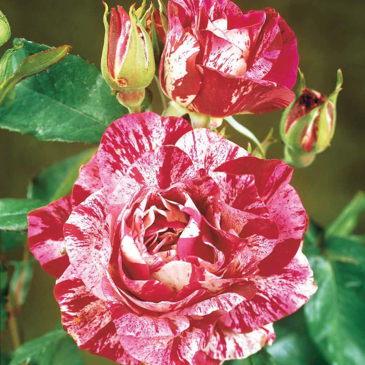 Collectie grootbloemige rozen (Black Baccara, Candy stripe, Helga) (x3) - Image 3