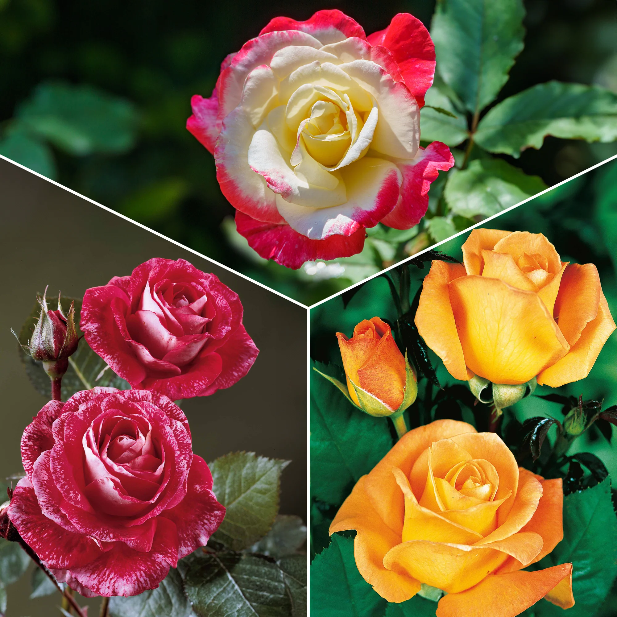 Collectie grootbloemige rozen ( Famosa +  Whisky +  Double Delight) (x3)