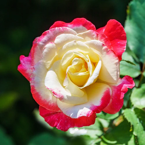 Collectie grootbloemige rozen ( Famosa +  Whisky +  Double Delight) (x3) - Image 2