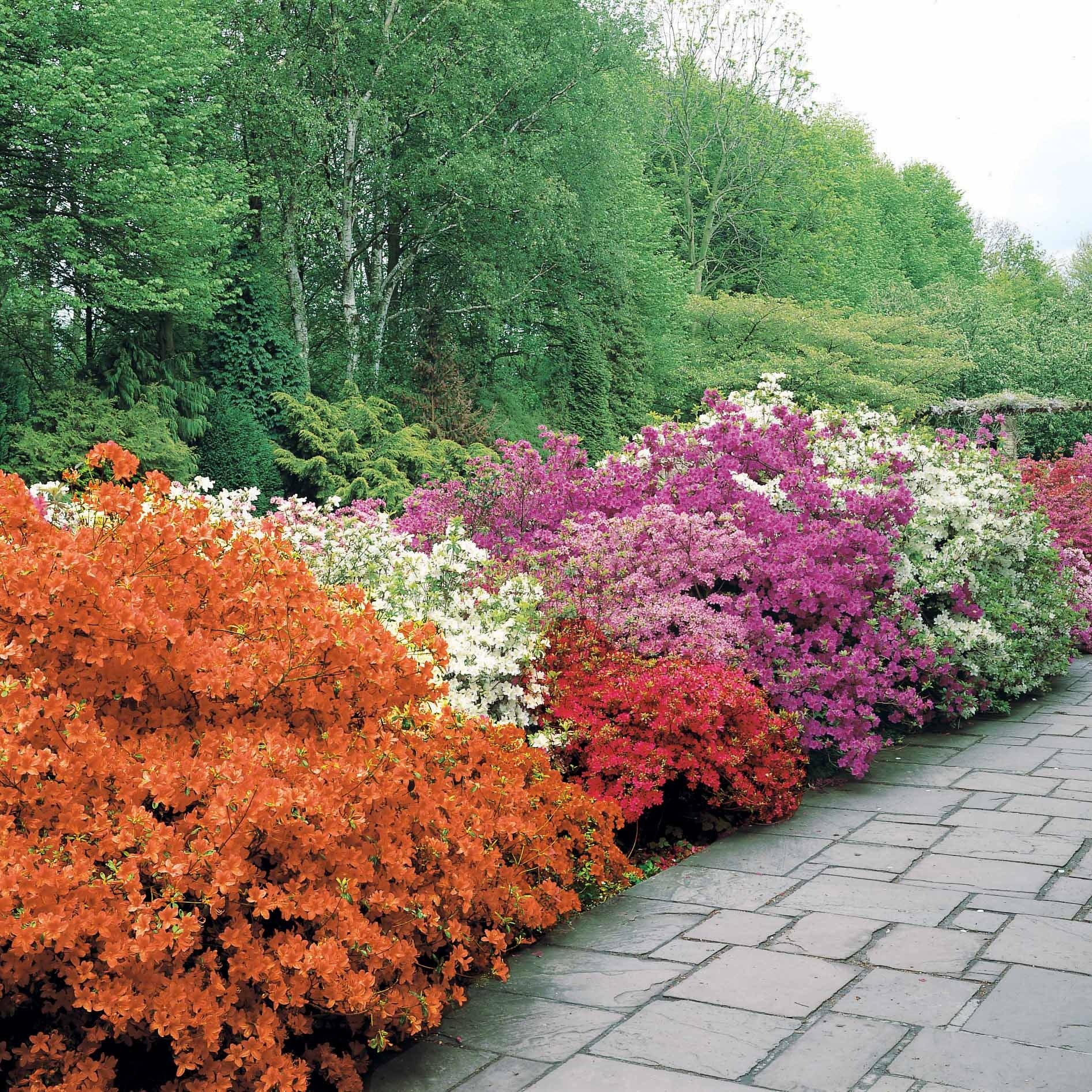 Collectie Japanse Azalea's (x3) - Image 3