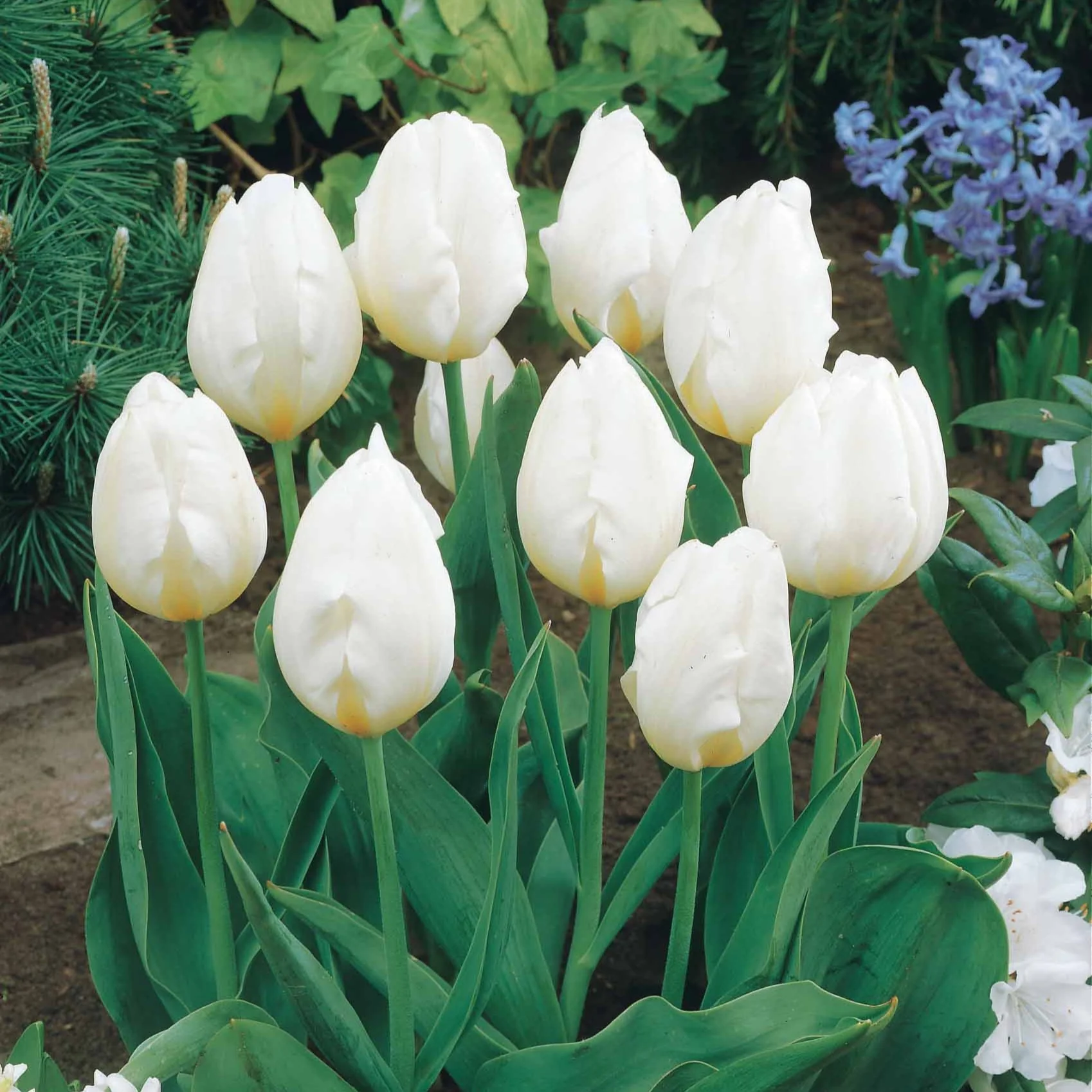 Collectie Langstelige tulpen (x20) - Image 2