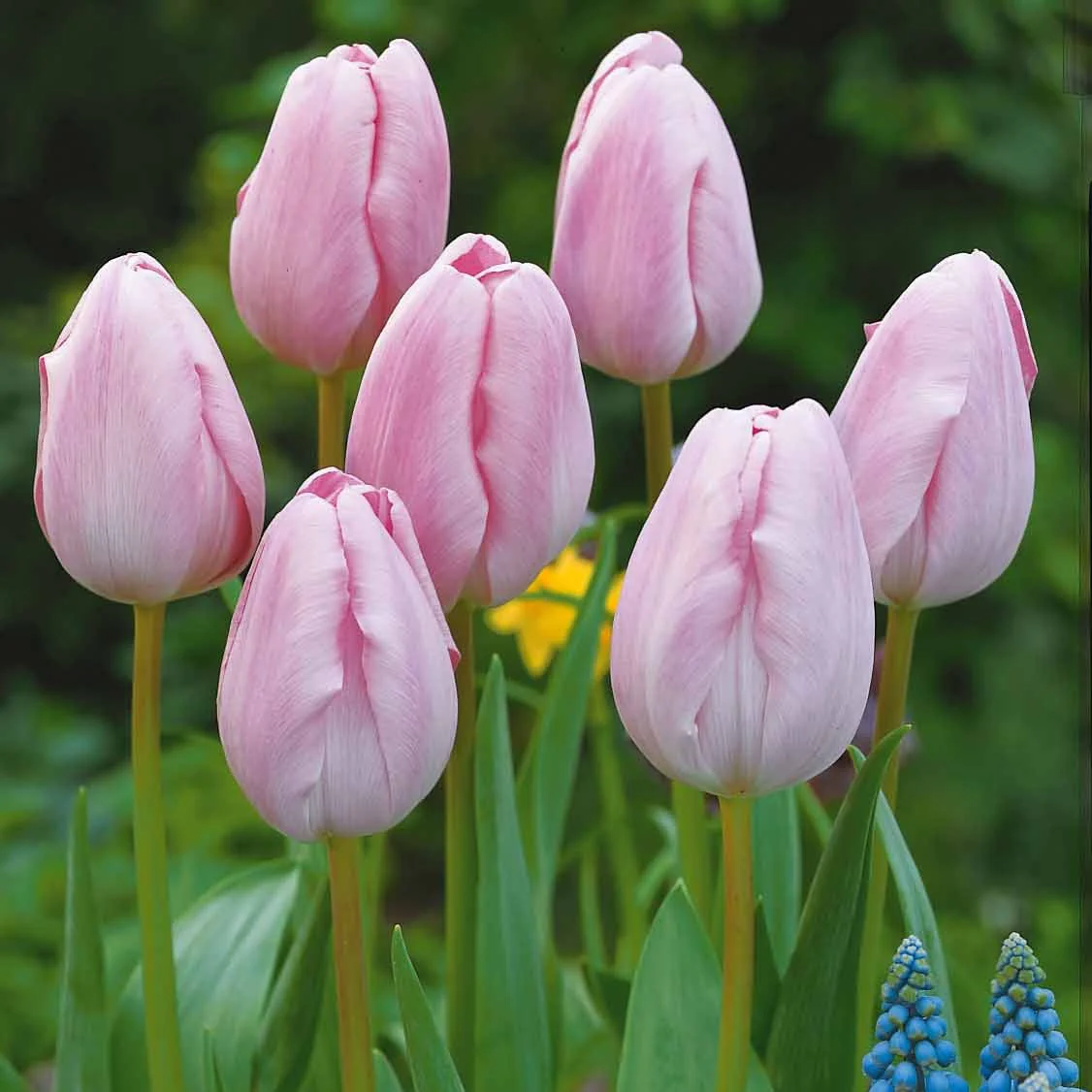 Collectie Langstelige tulpen (x20) - Image 3