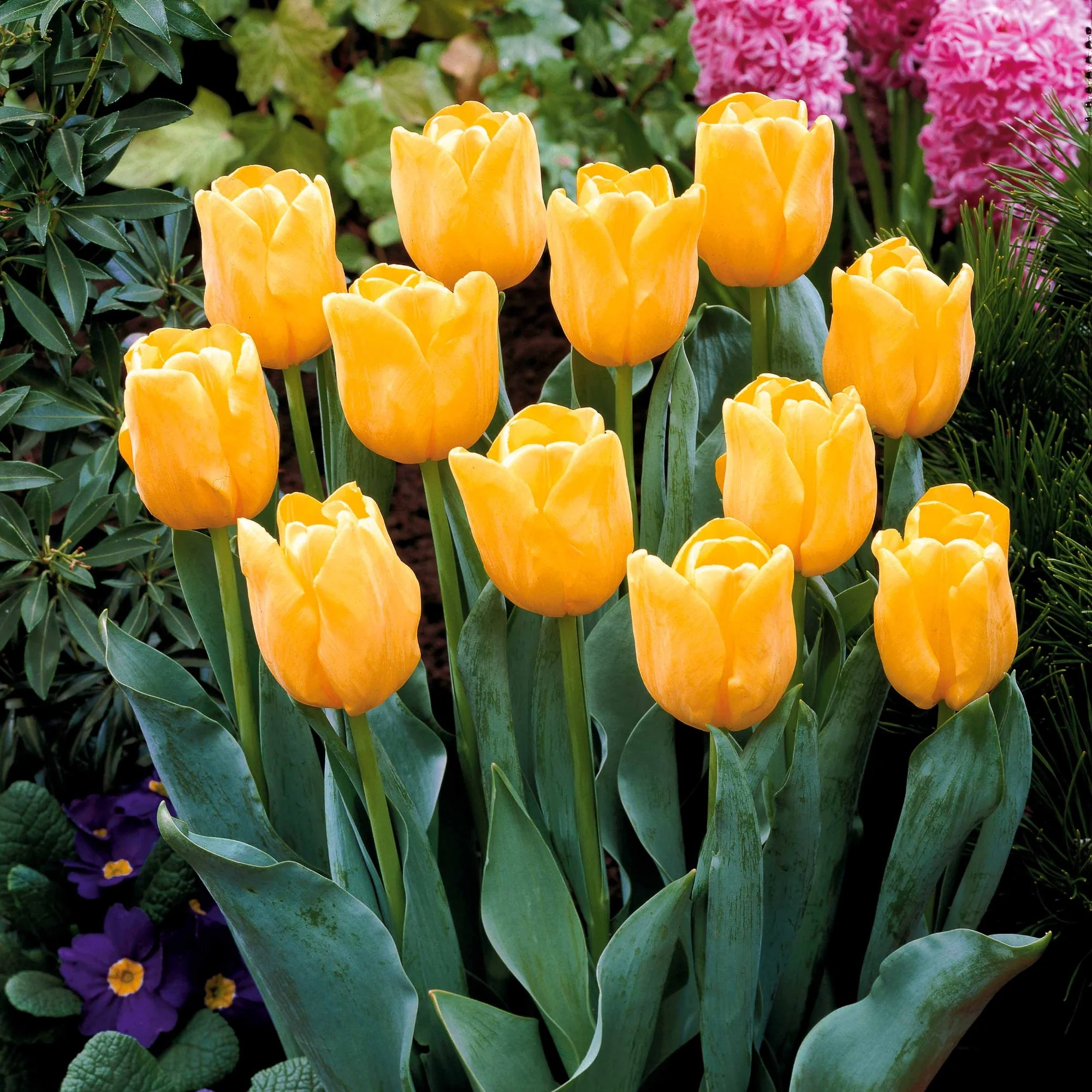Collectie Langstelige tulpen (x20) - Image 4