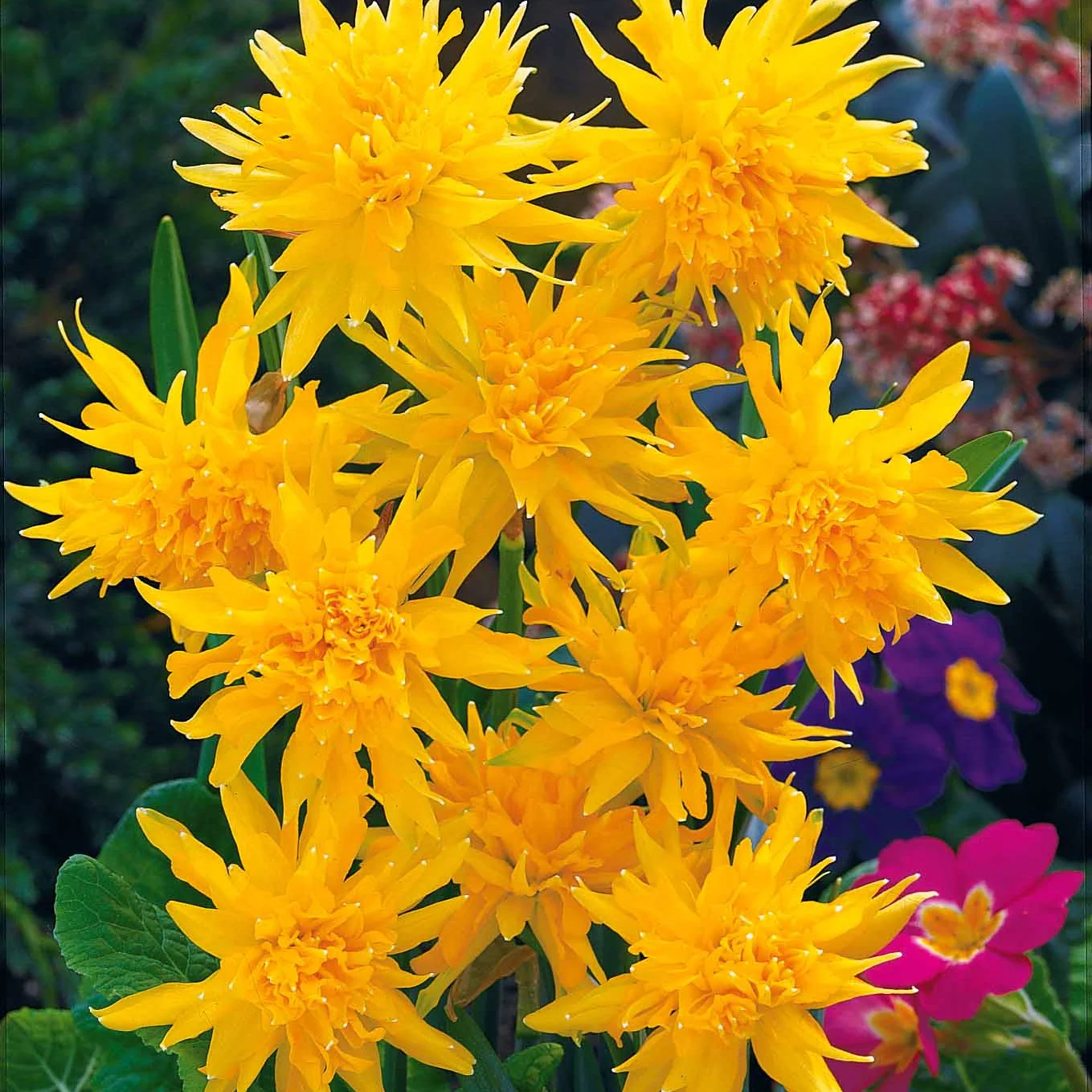 Collectie mini narcissen (x30) - Image 2
