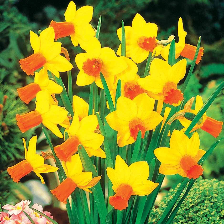 Collectie mini narcissen (x30) - Image 3