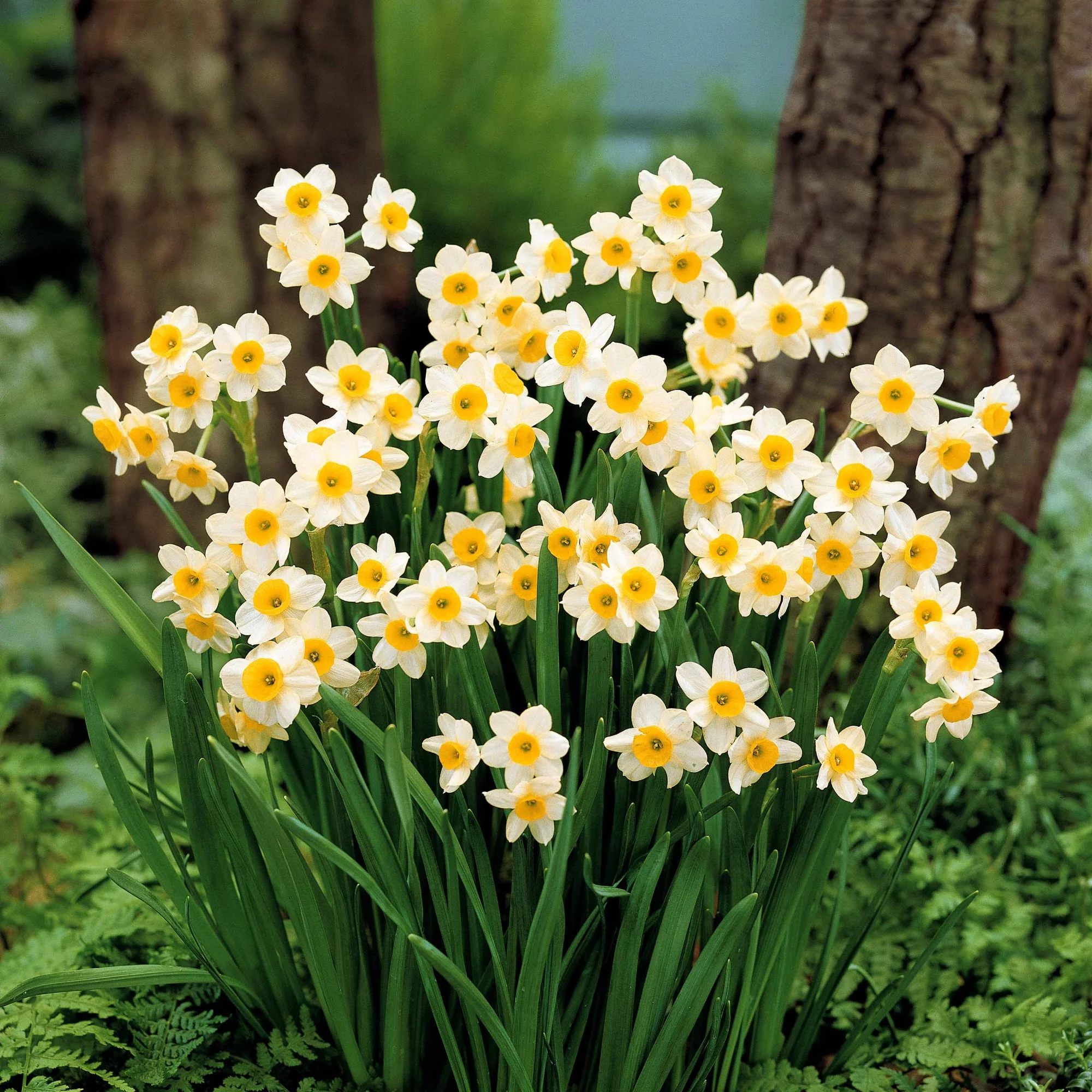 Collectie mini narcissen (x30) - Image 4