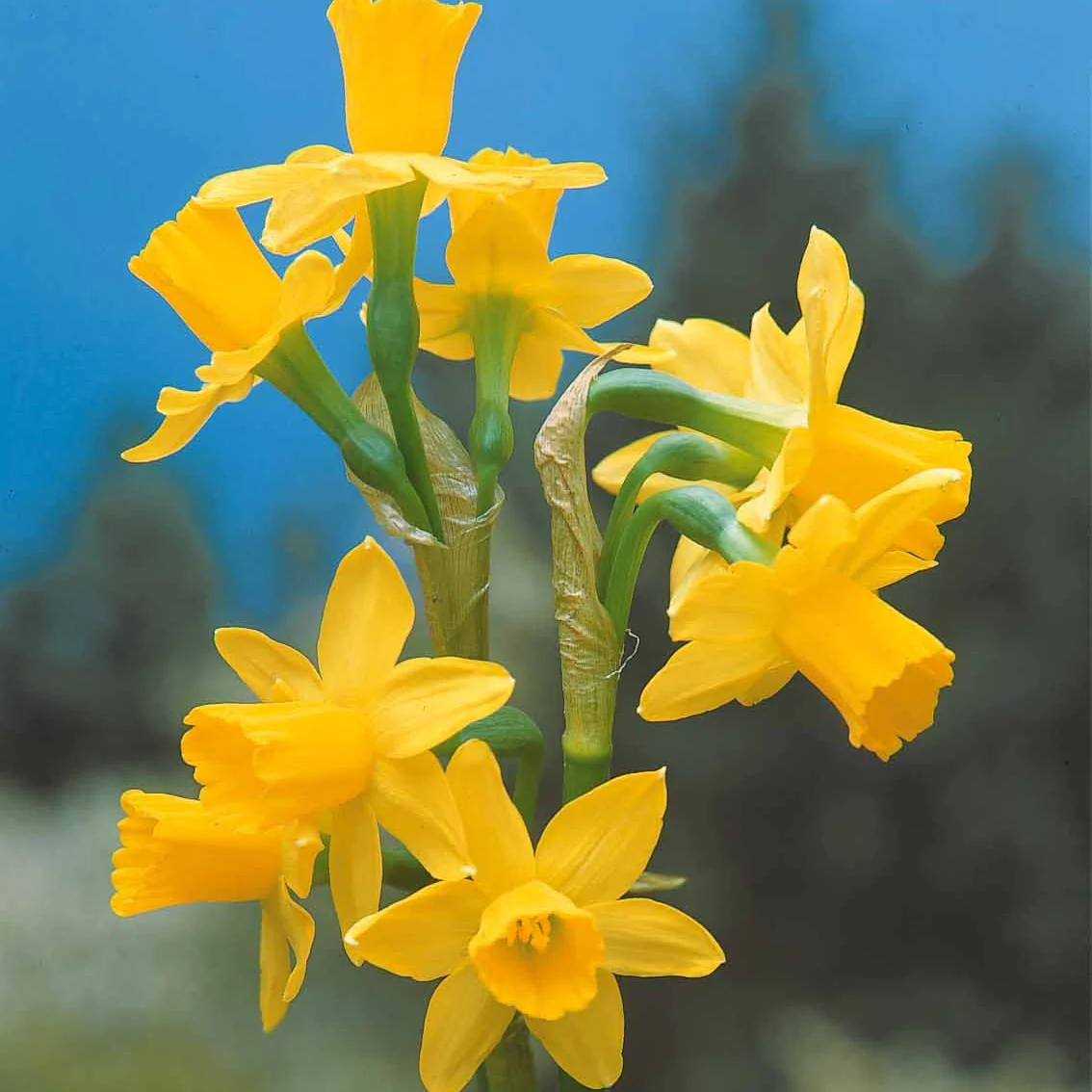 Collectie mini narcissen (x30) - Image 5