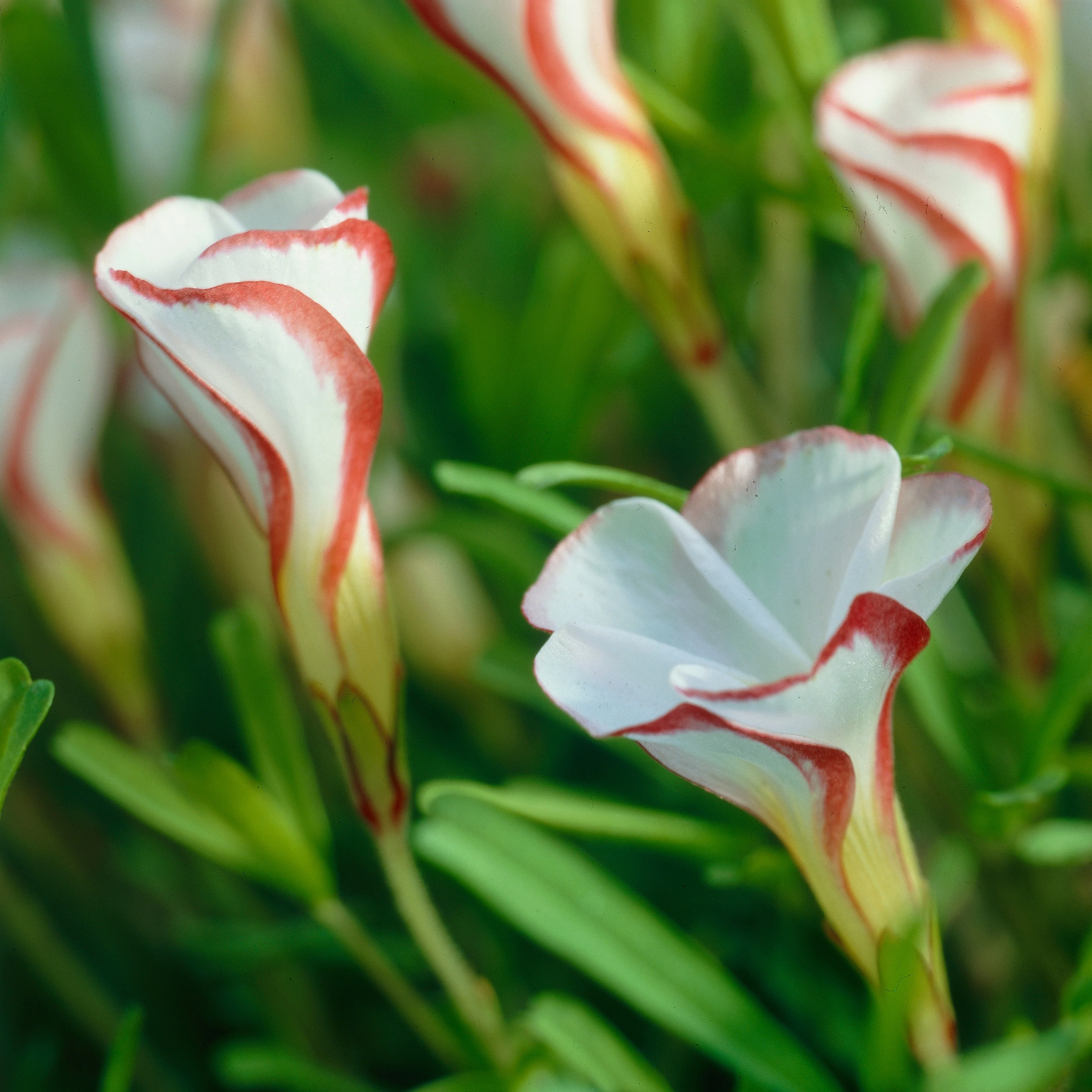 Collectie oxalis (x15)
