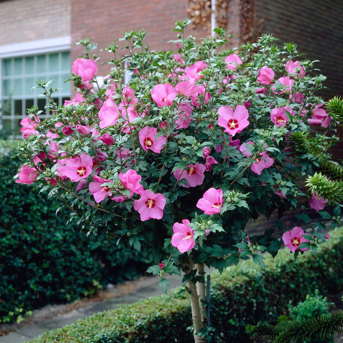 Collectie tuinhibiscus op stam (x2) - Image 5