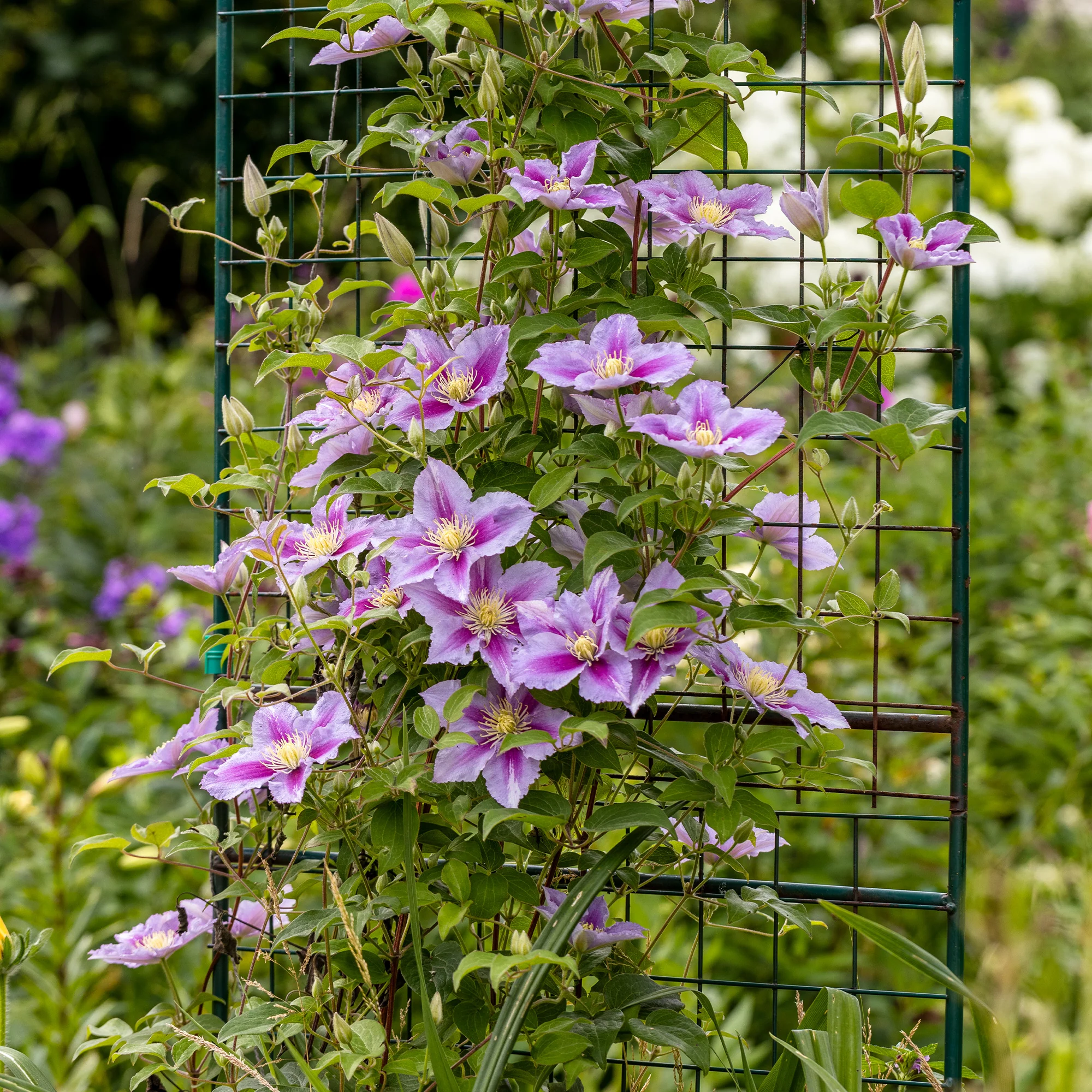 Collectie van  klimplanten: kamperfoelie, clematis, Wilsde Wingerd (x3) - Image 2