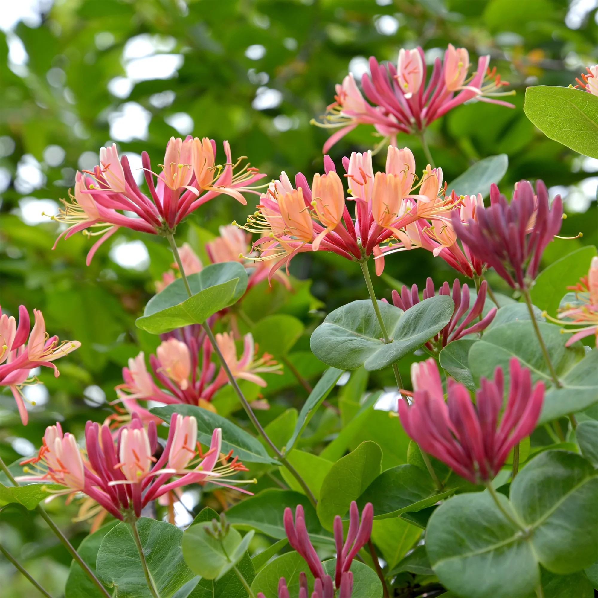 Collectie van  klimplanten: kamperfoelie, clematis, Wilsde Wingerd (x3) - Image 3
