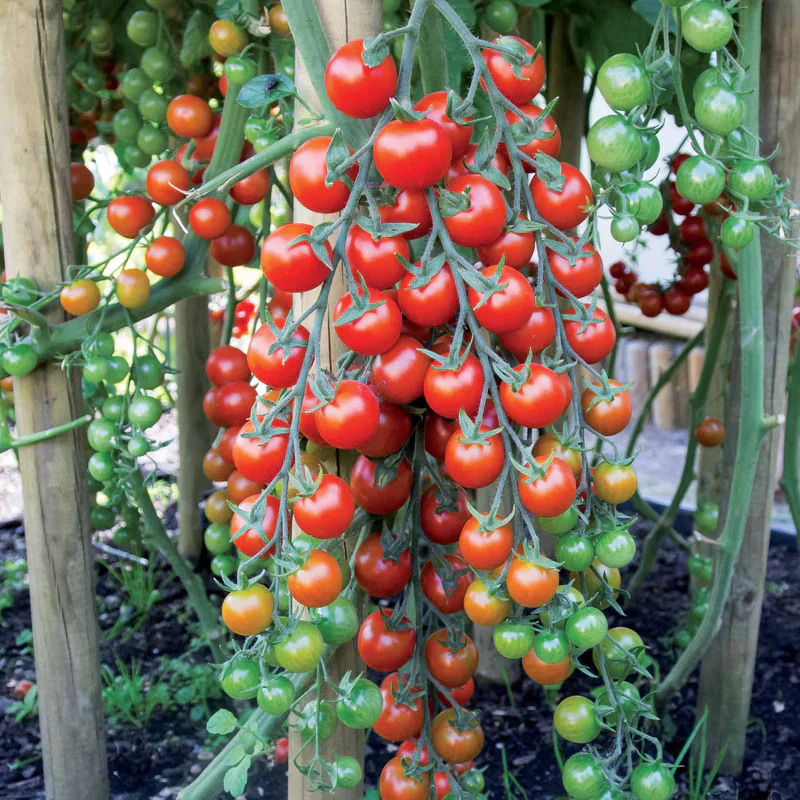 collectie van zaden voor de moestuin - Image 7