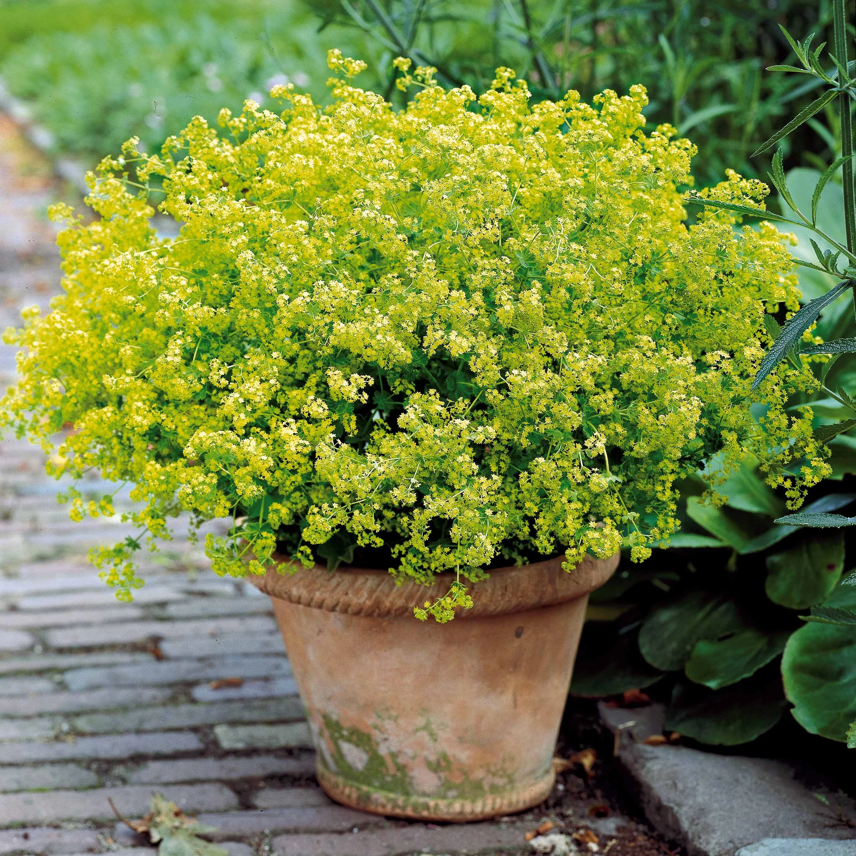 Collectie vaste planten voor halfschaduw (x9) - Image 2