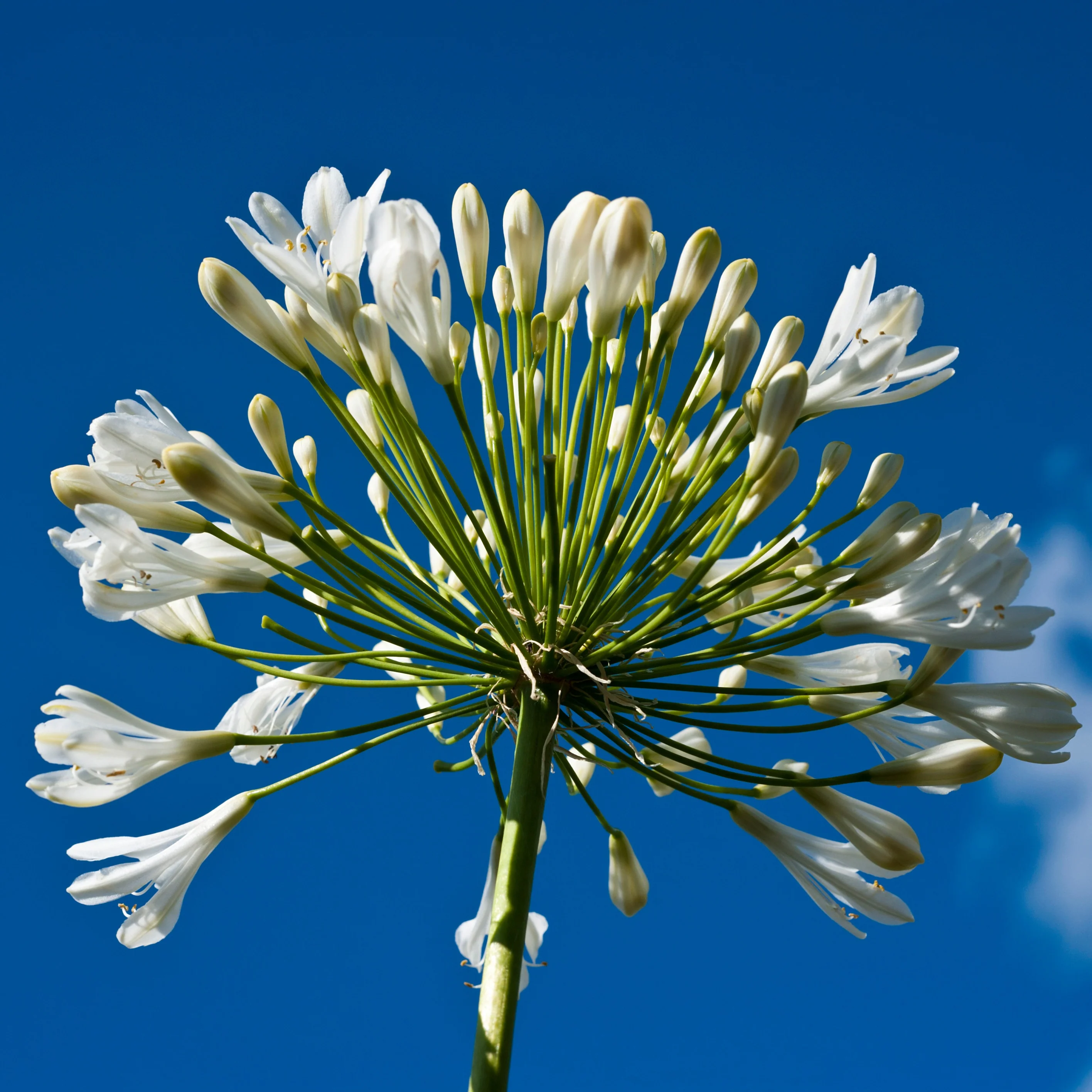 Collectie witbloeiende vaste planten (x9) - Image 2