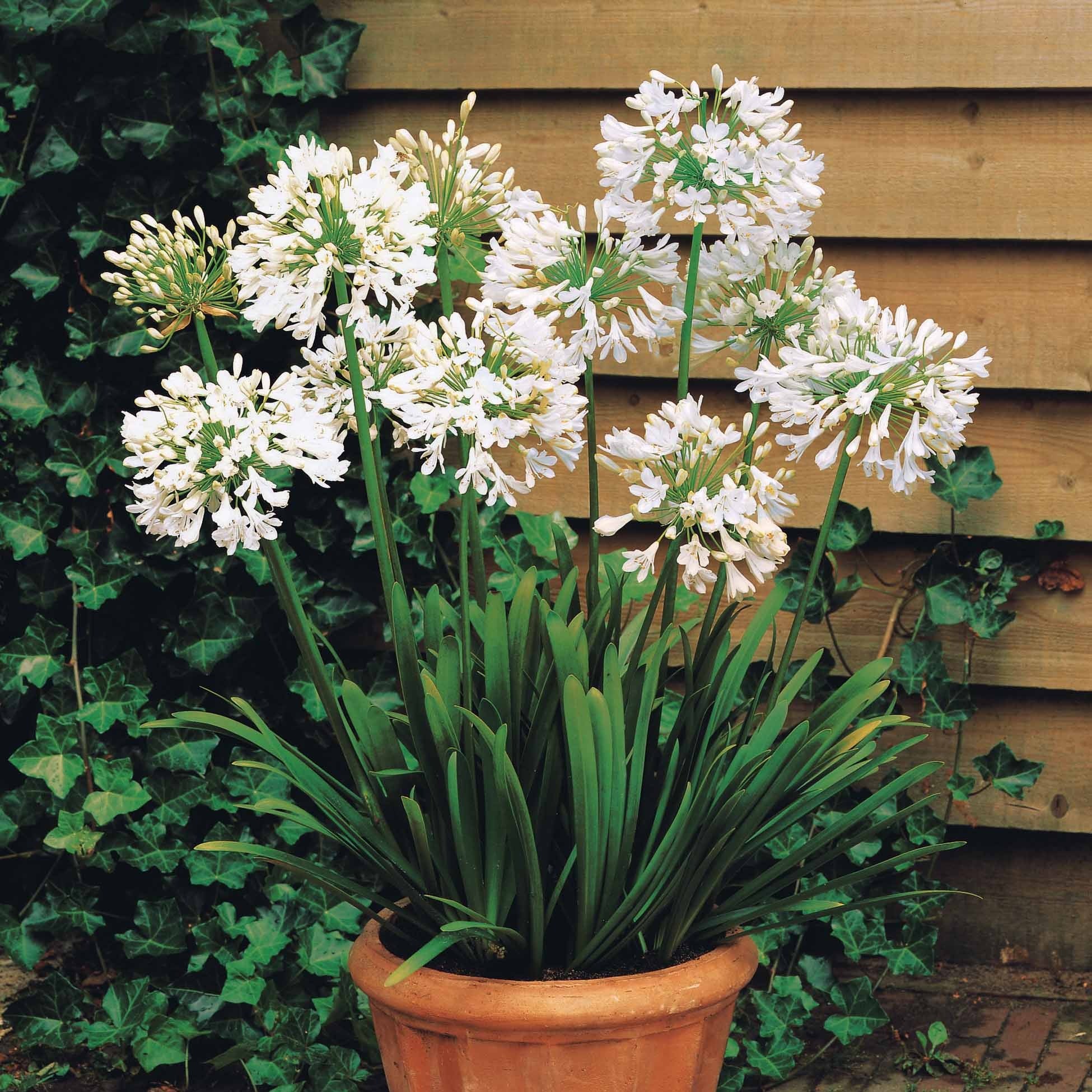 Collectie witbloeiende vaste planten (x9) - Image 3