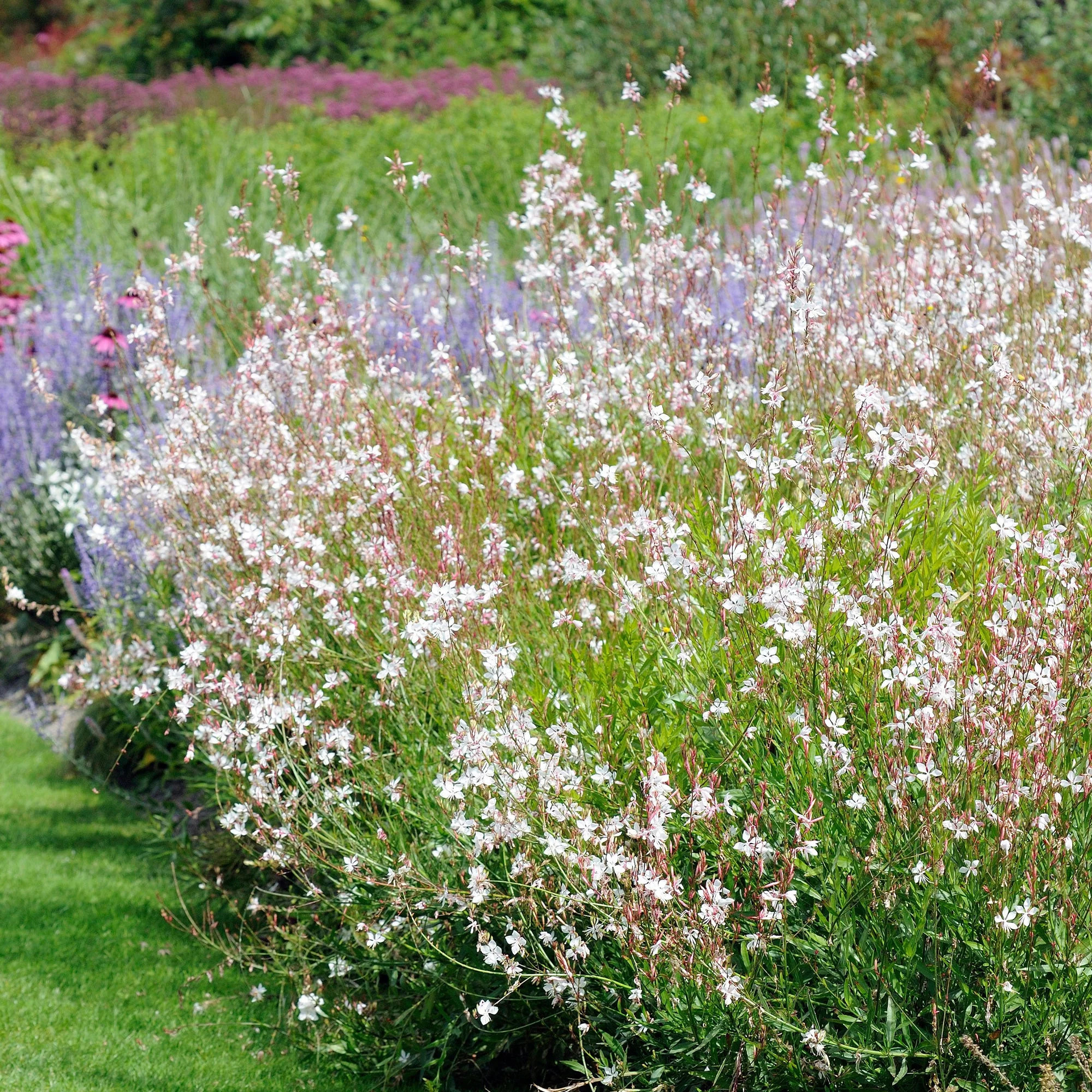 Collectie witbloeiende vaste planten (x9) - Image 5