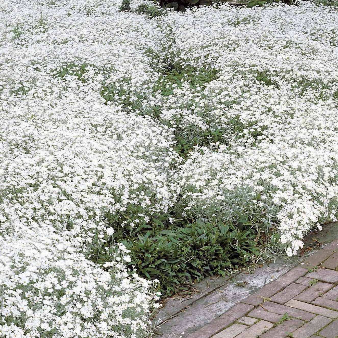 Collectie witbloeiende vaste planten (x9) - Image 7
