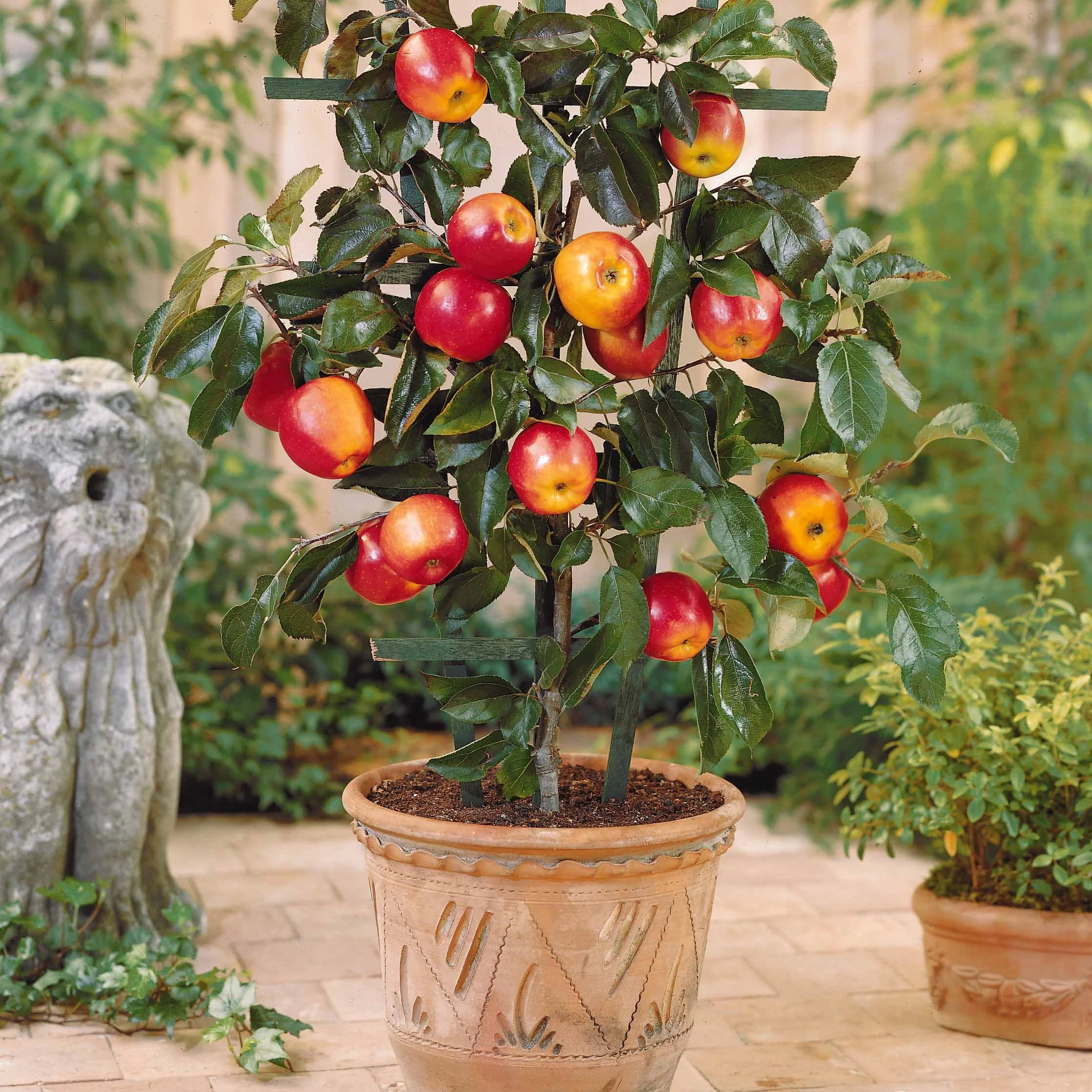 Collectie zomerfruit minibomen (x4) - Image 2