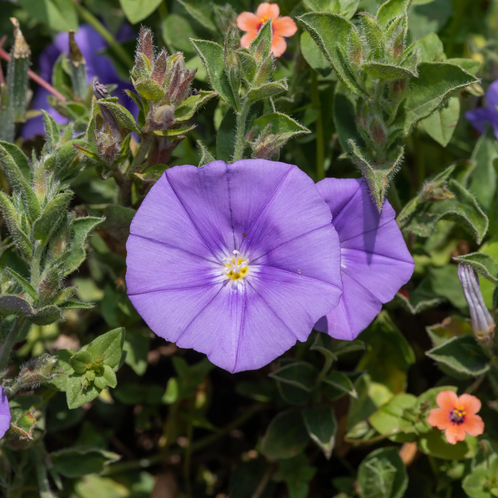 Convolvulus compact / Winde - Image 2