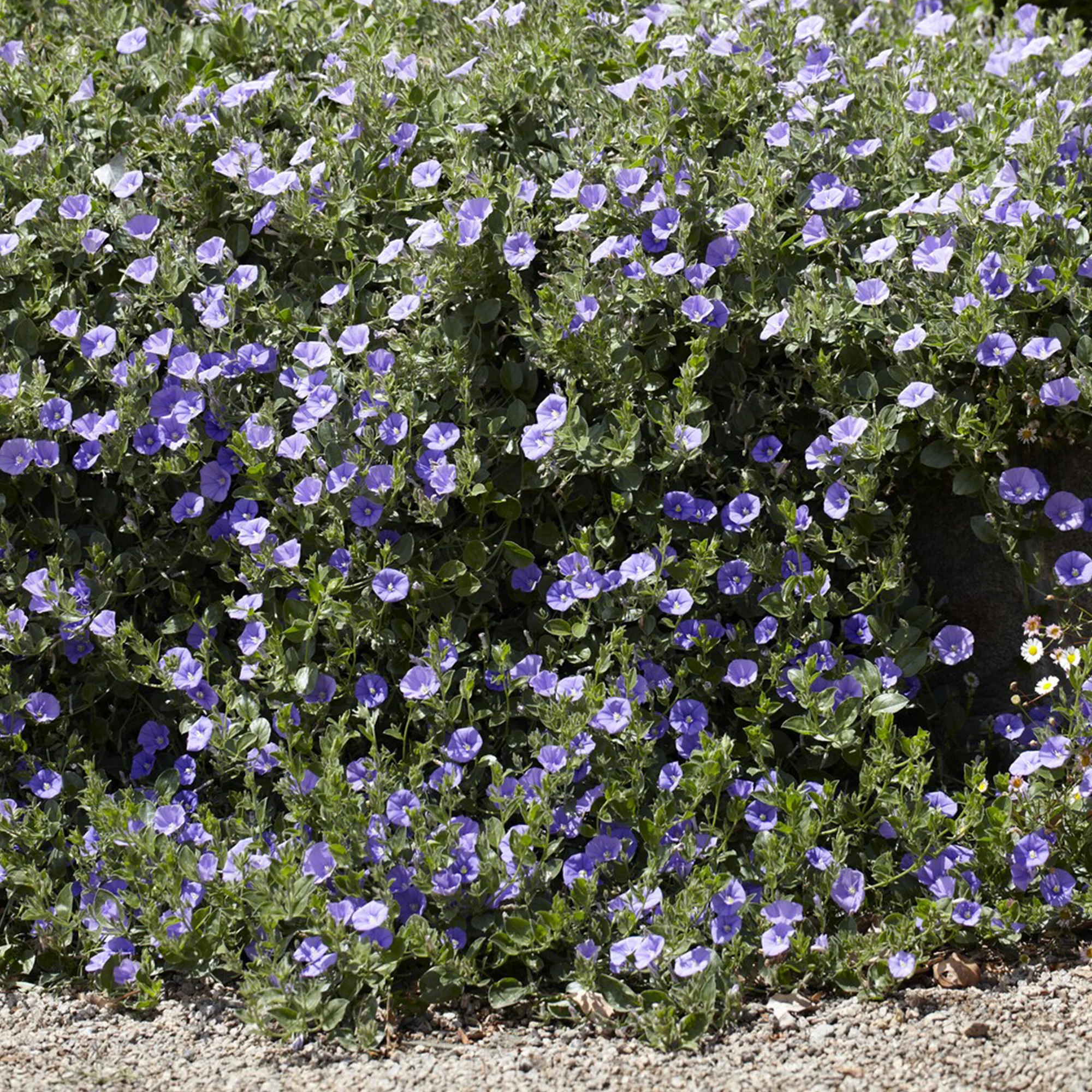 Convolvulus compact / Winde - Image 3