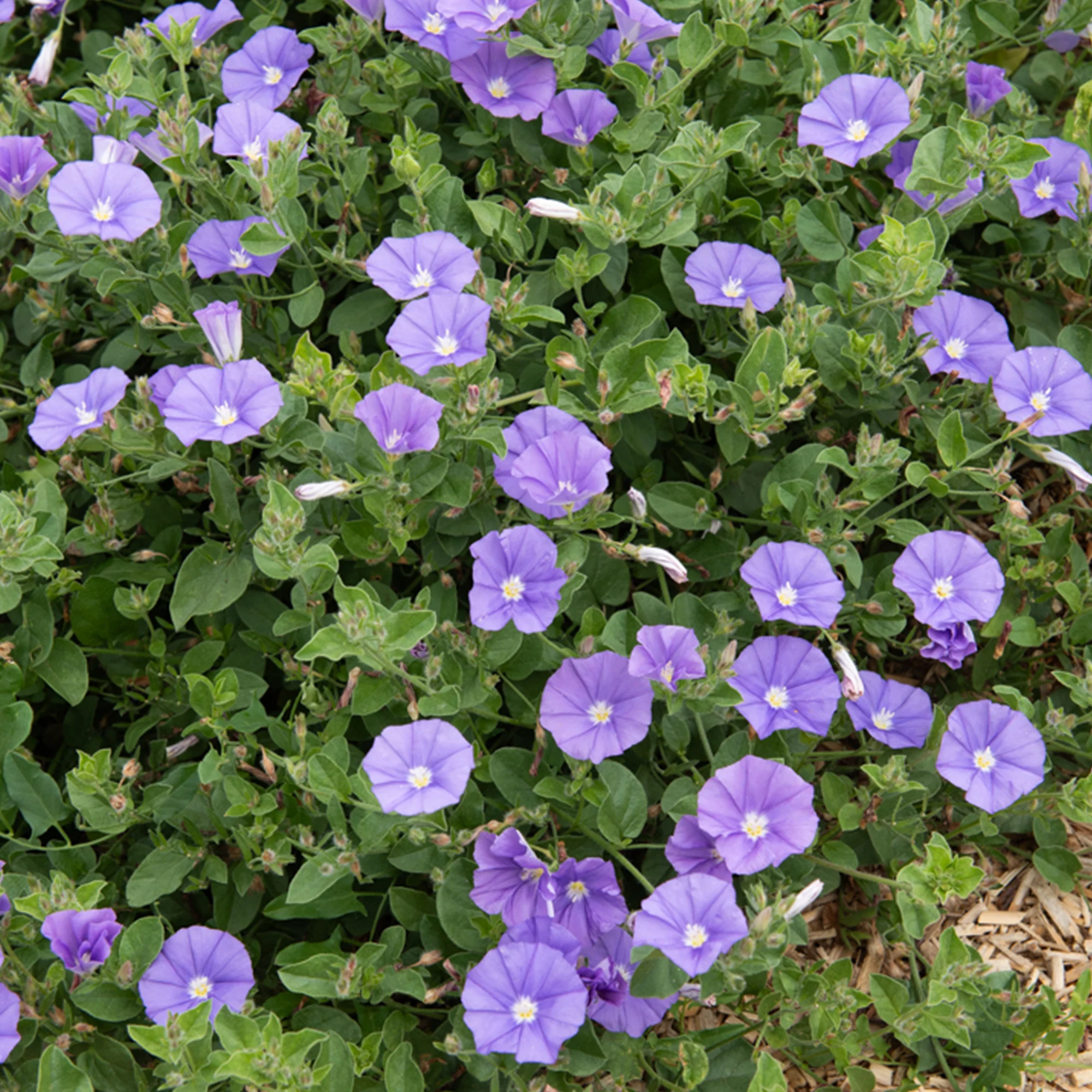 Convolvulus New Blue Moon®/ Winde