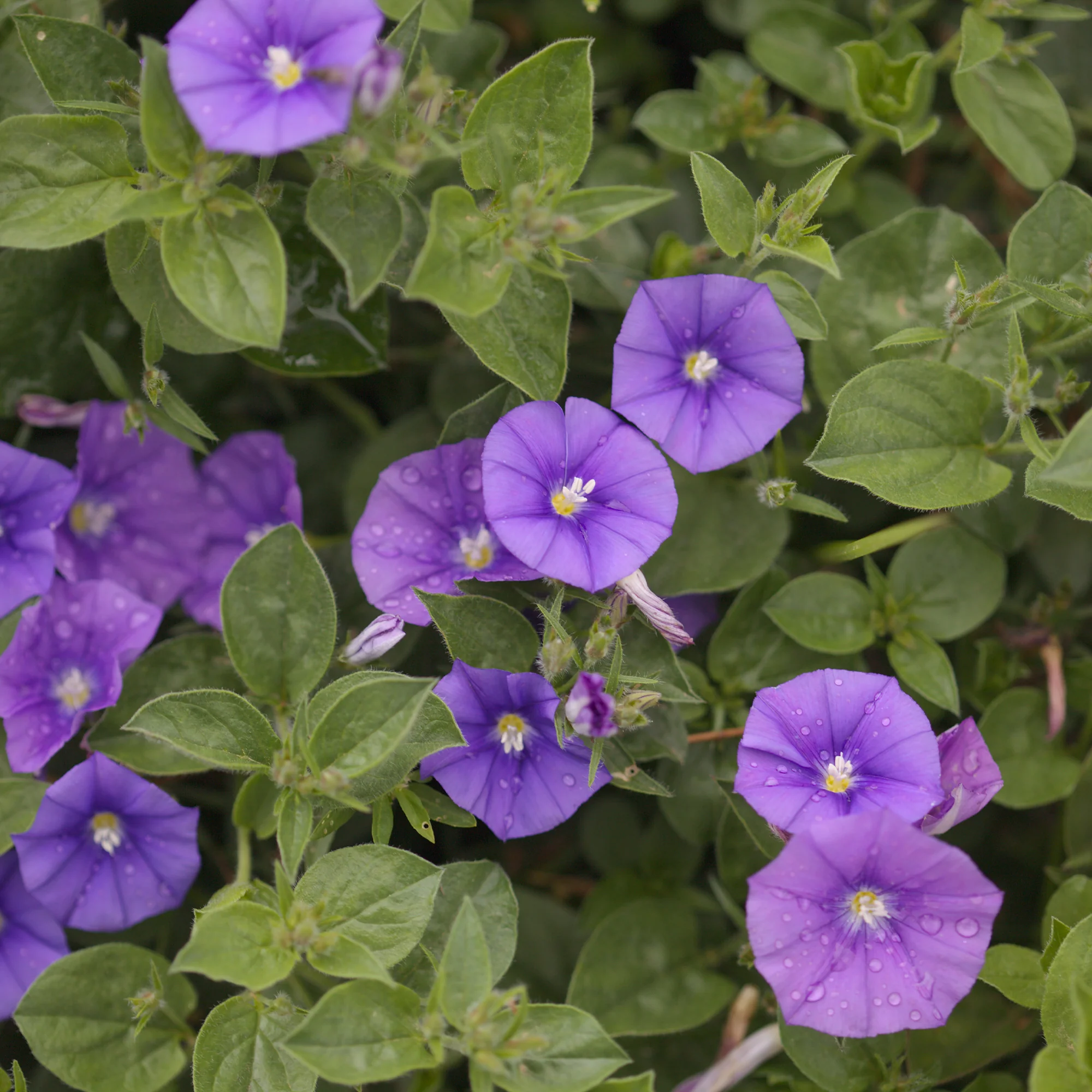 Convolvulus New Blue Moon®/ Winde - Image 2