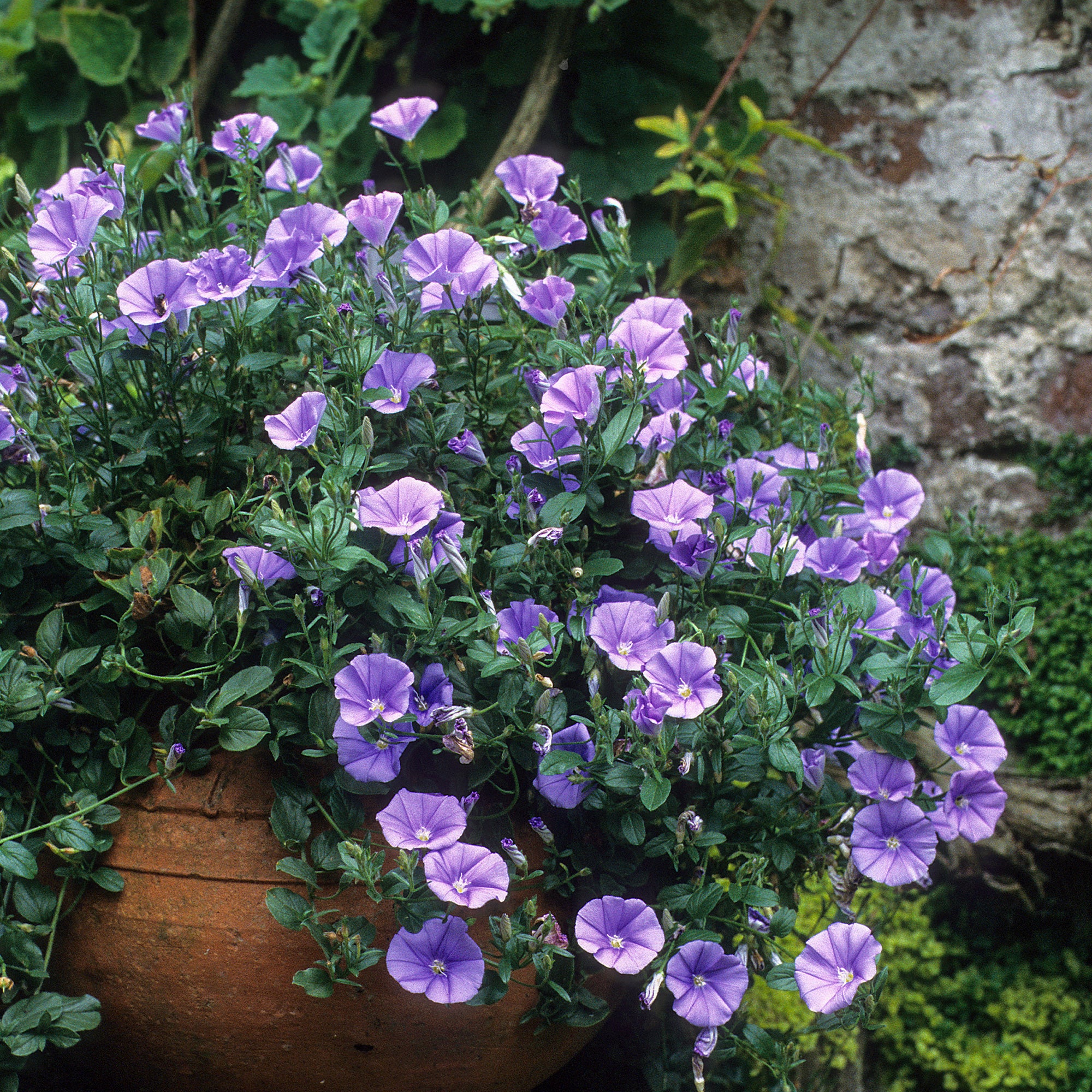 Convolvulus New Blue Moon®/ Winde - Image 3