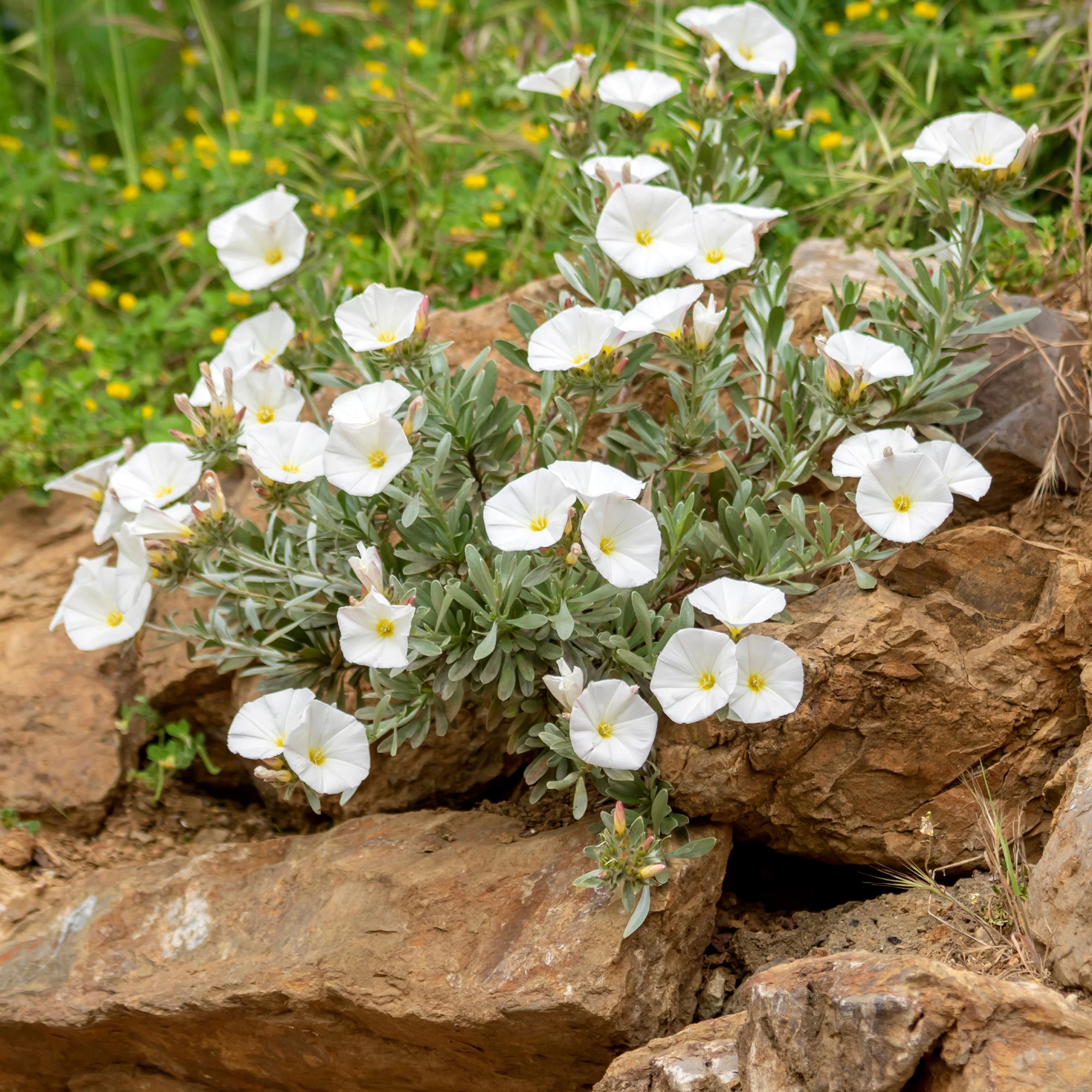 Convolvulus New White Moon®/ Winde
