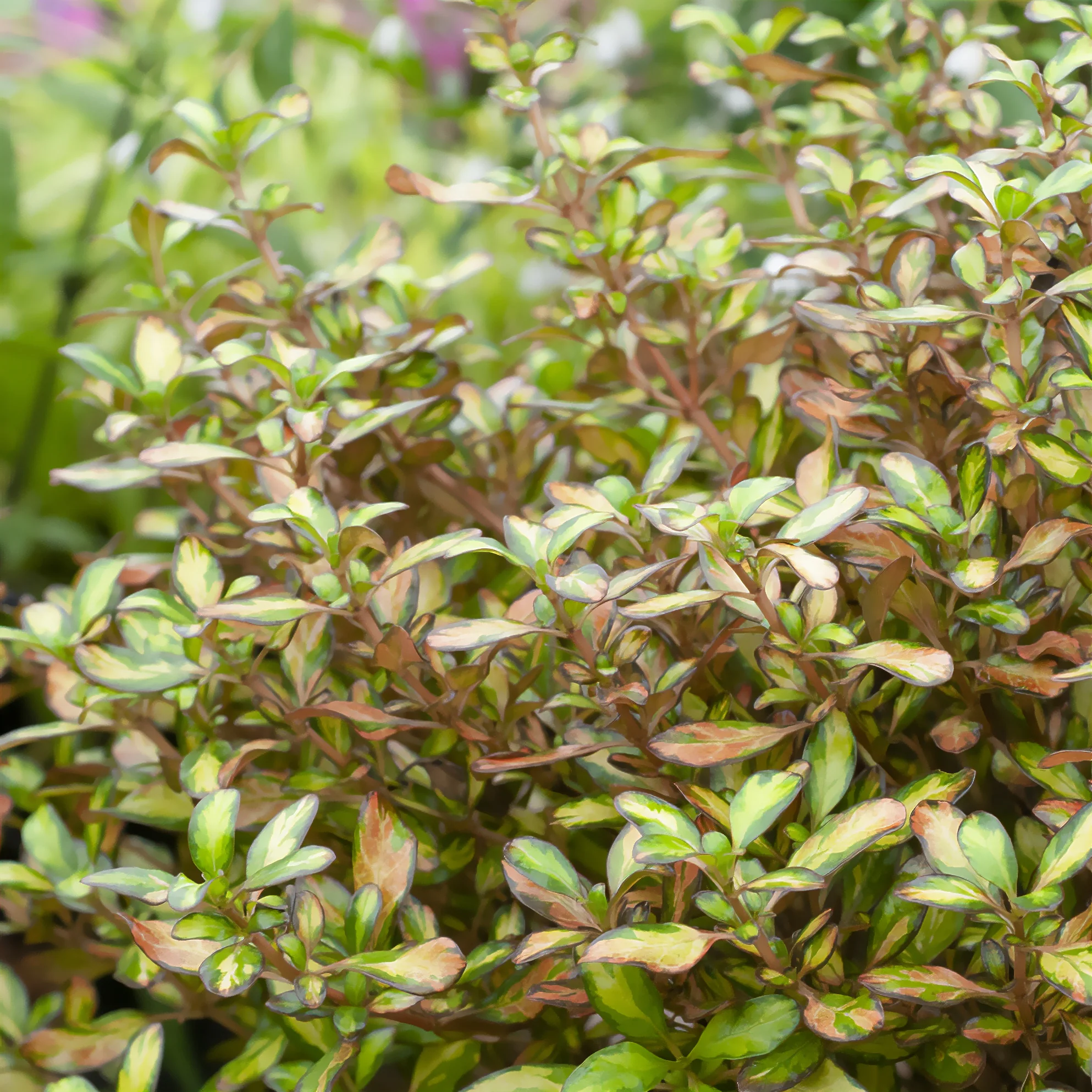 Coprosma - Image 2