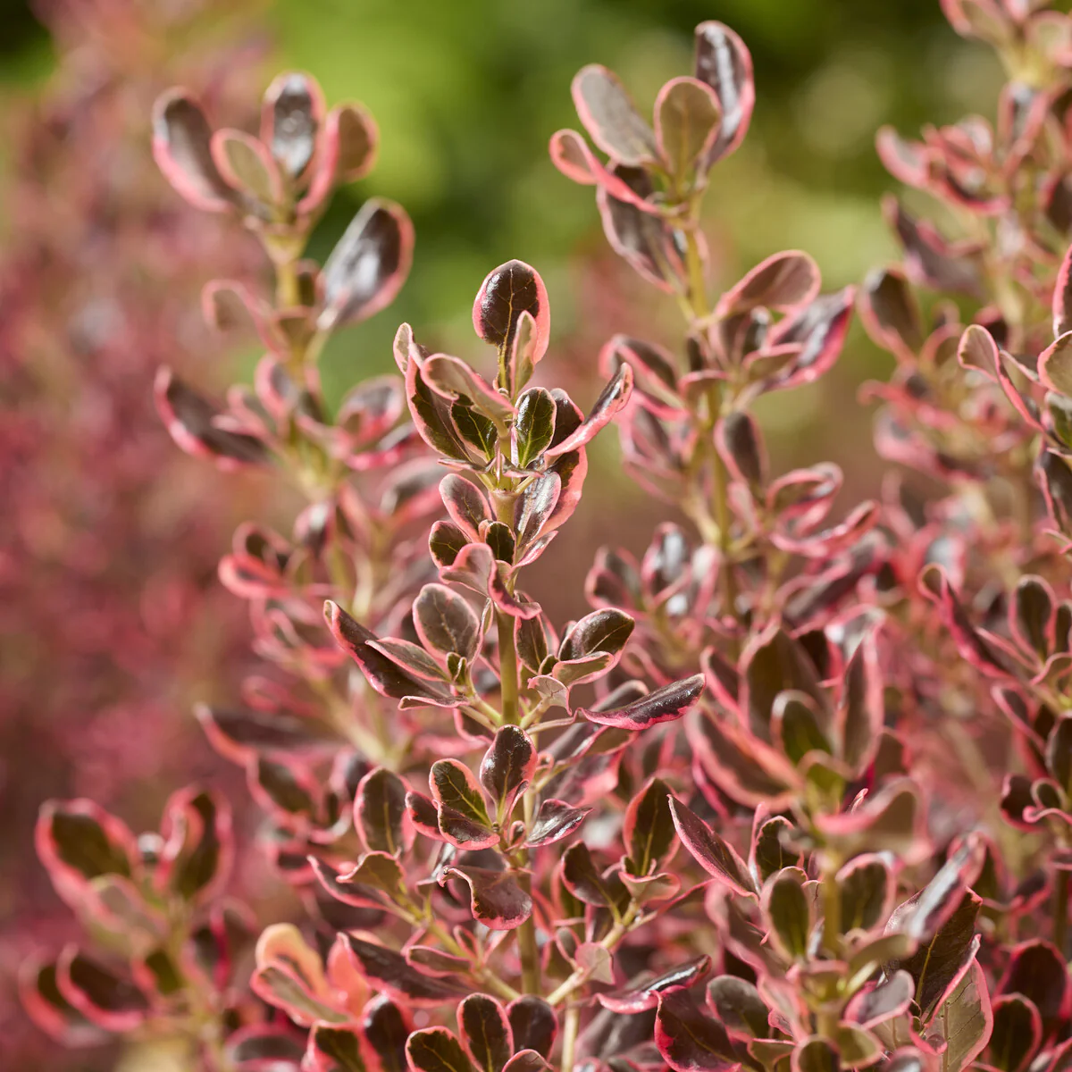 Coprosma Eclipse®