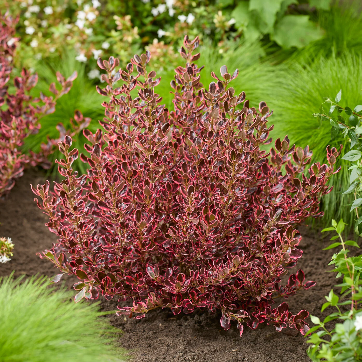 Coprosma Eclipse® - Image 2
