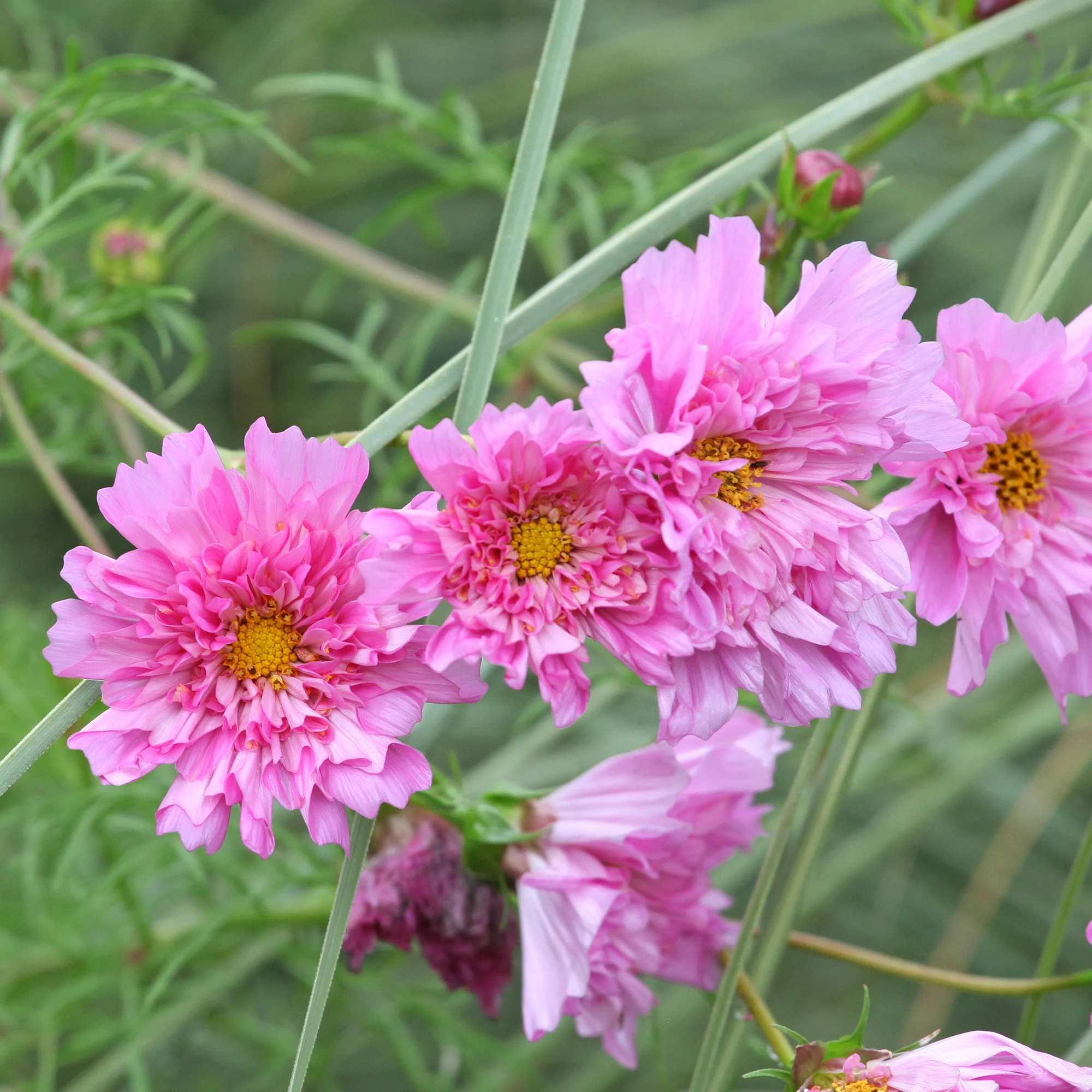 Cosmos 'Double Dutch Rose'