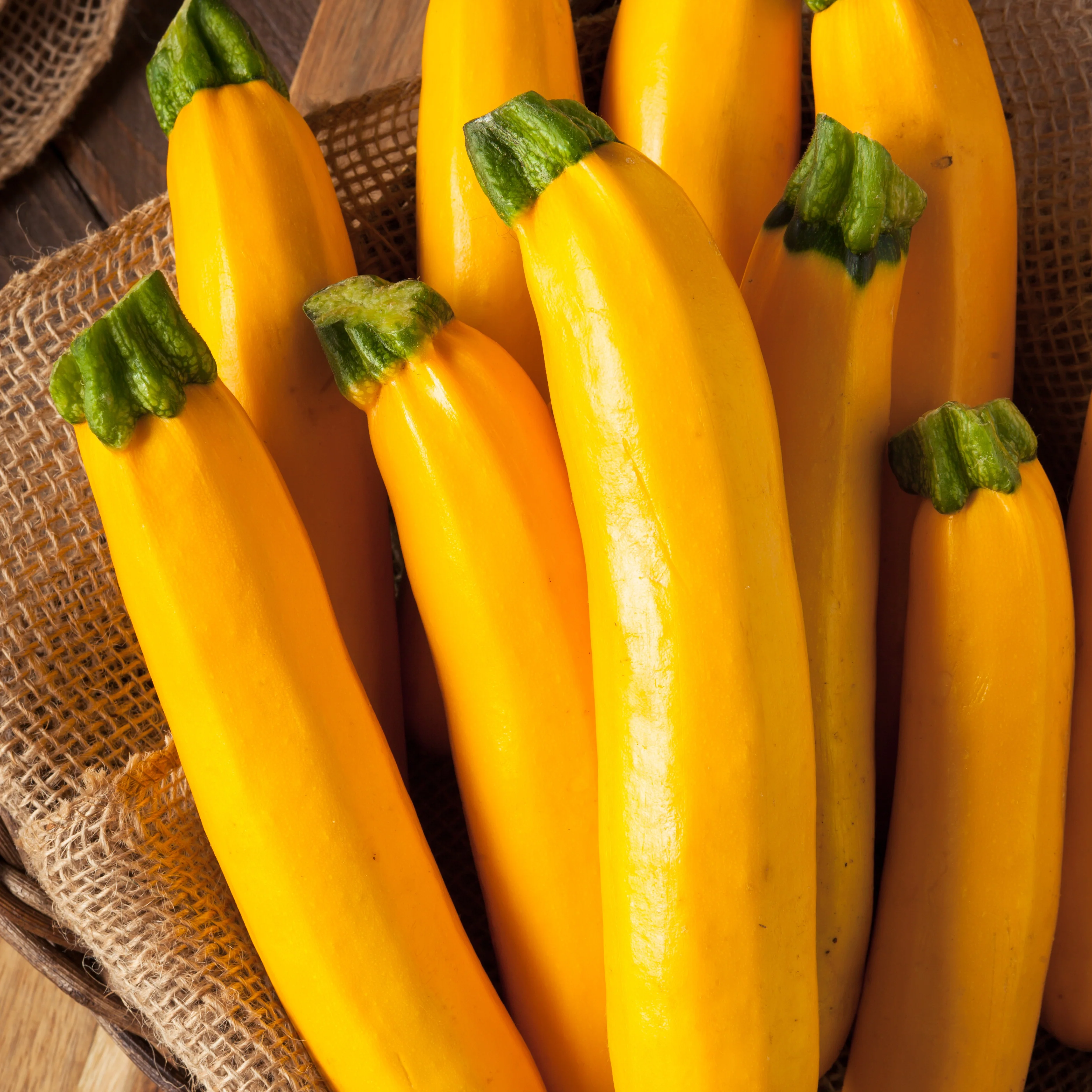 Courgette 'Lingodor F1'