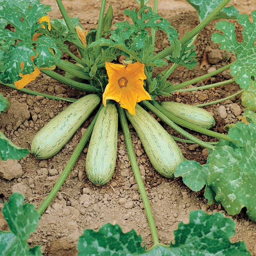 Courgette 'Profusion' - Image 2