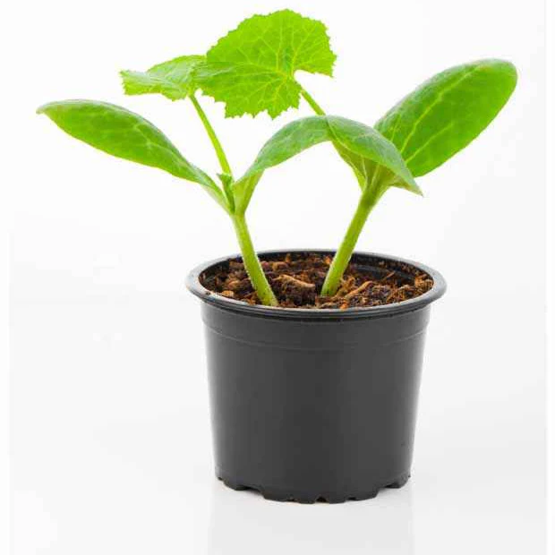 Courgette 'Sunlight F1' - Image 2