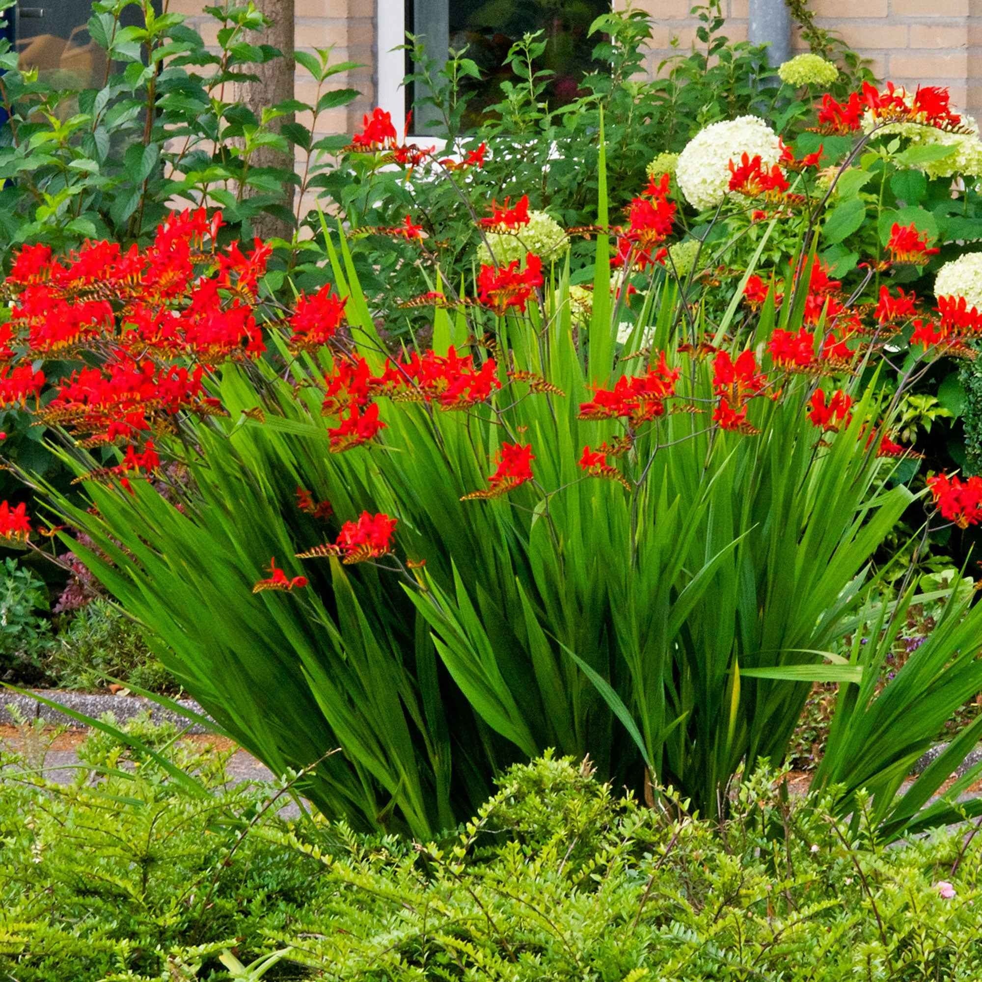 Crocosmia 'Lucifer' (x15) - Image 3