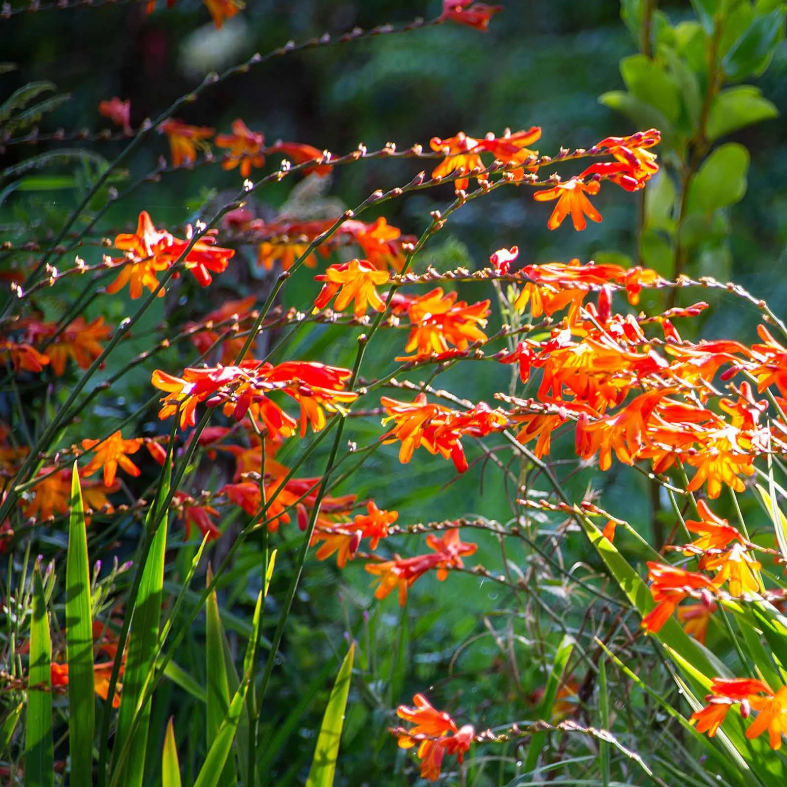 Crocosmia Mix (x30) - Image 3