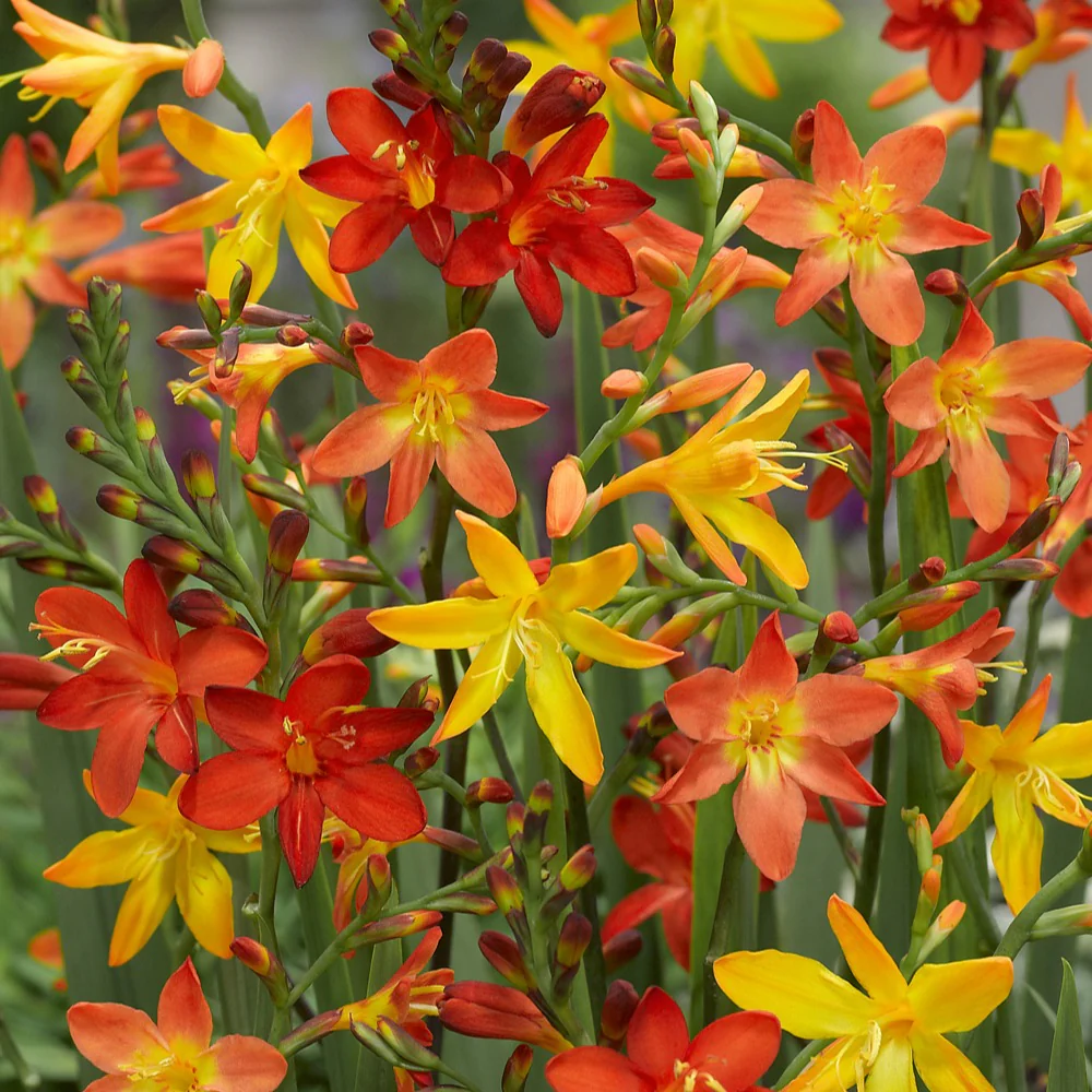Crocosmia Mix (x30) - Image 4