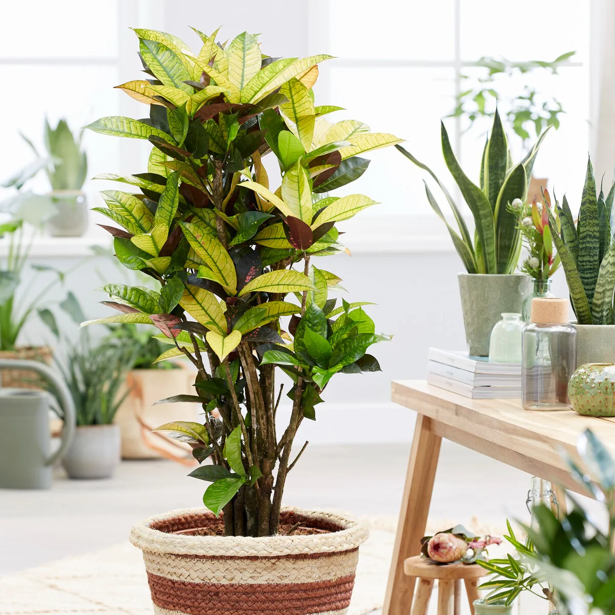 Croton 'Mrs. Iceton'
