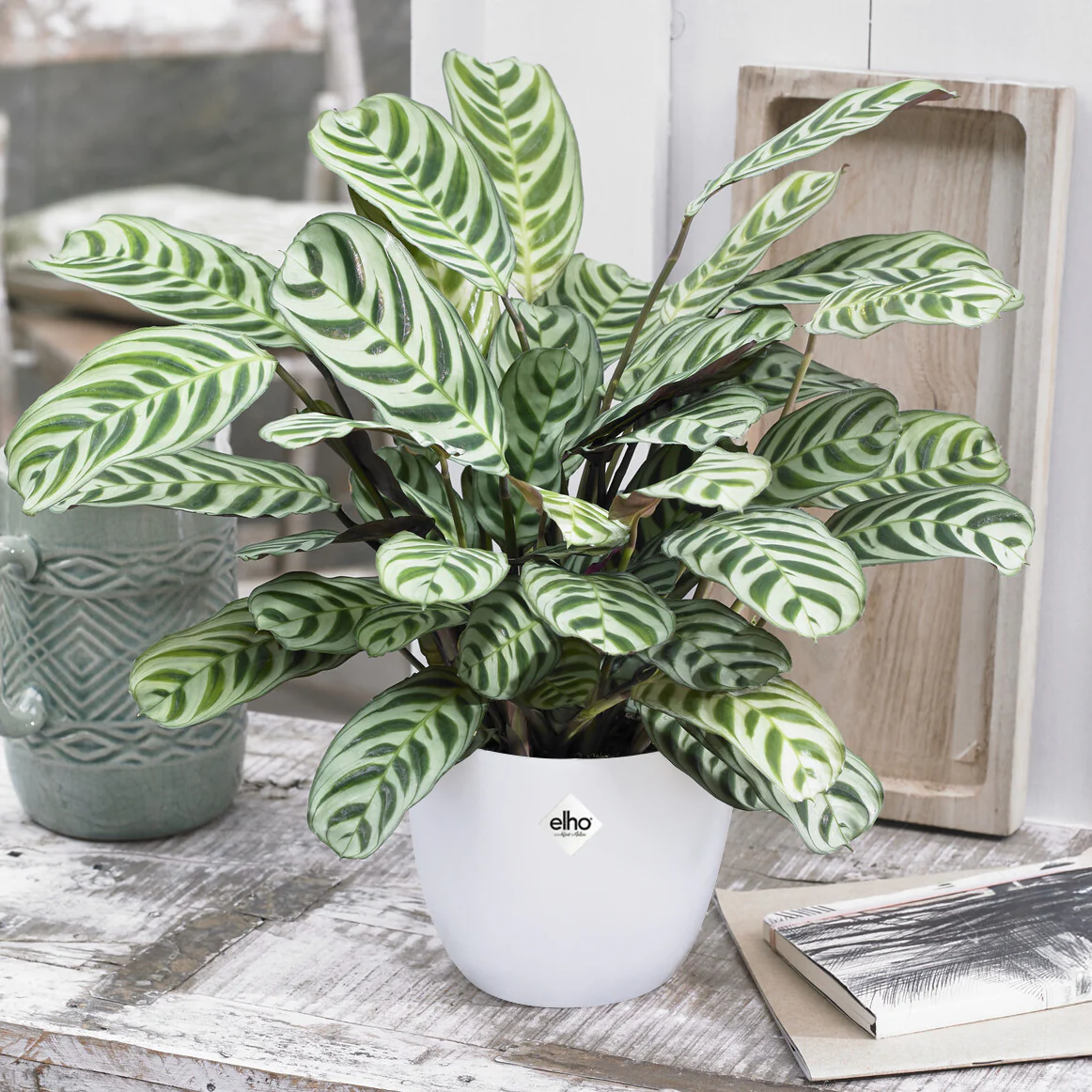 Ctenanthe Burle-marxii incl. witte sierpot